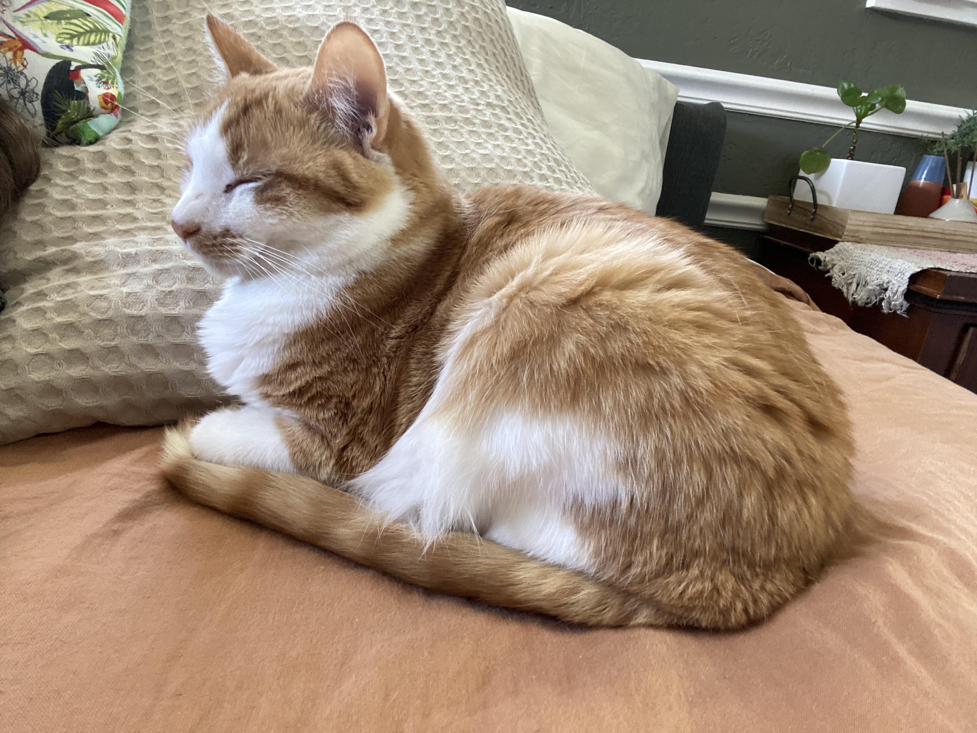 Autumn, Adoptable, Adult Female Domestic Short Hair.