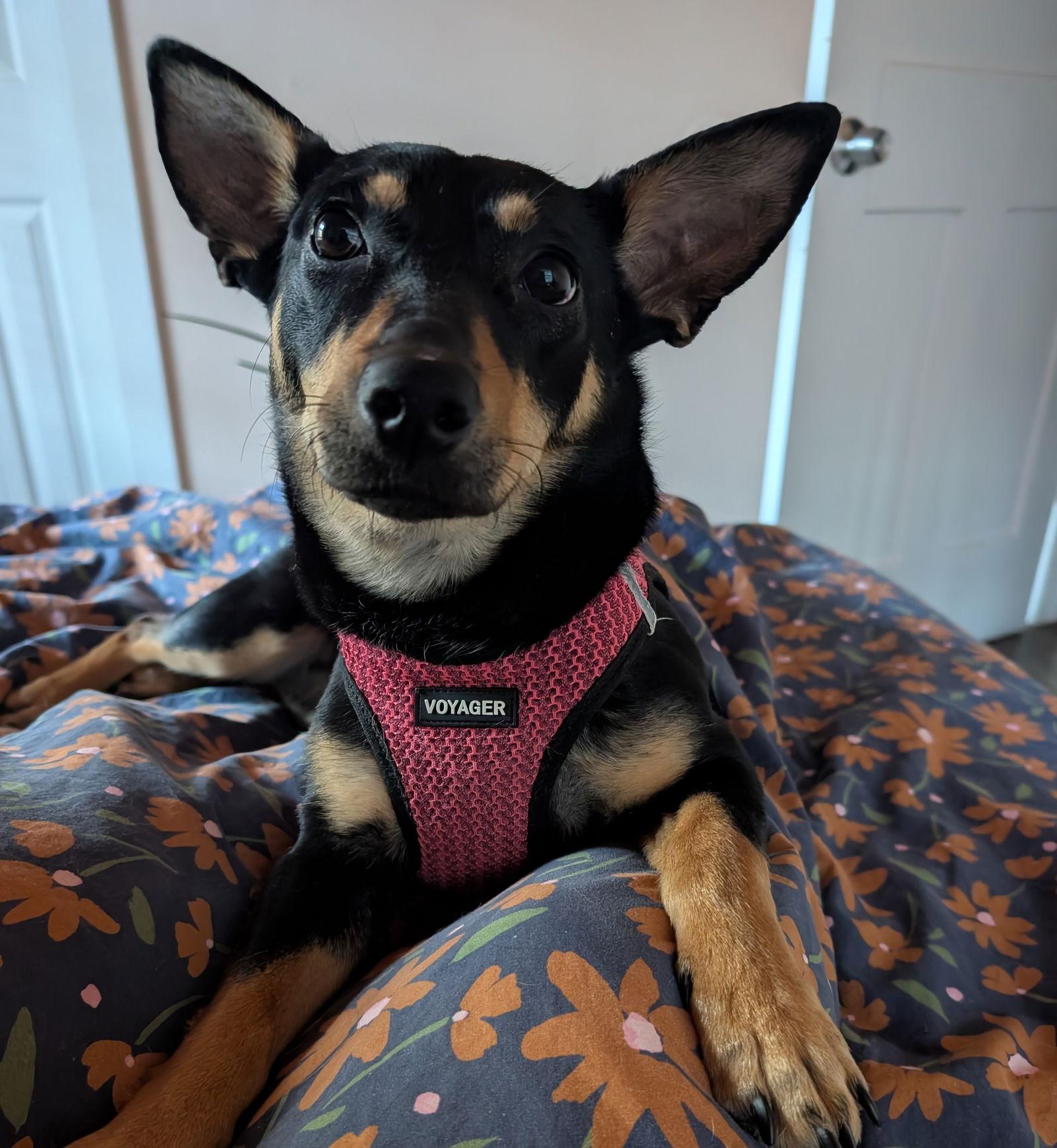 Karley, Adopted, Young Female Miniature Pinscher.