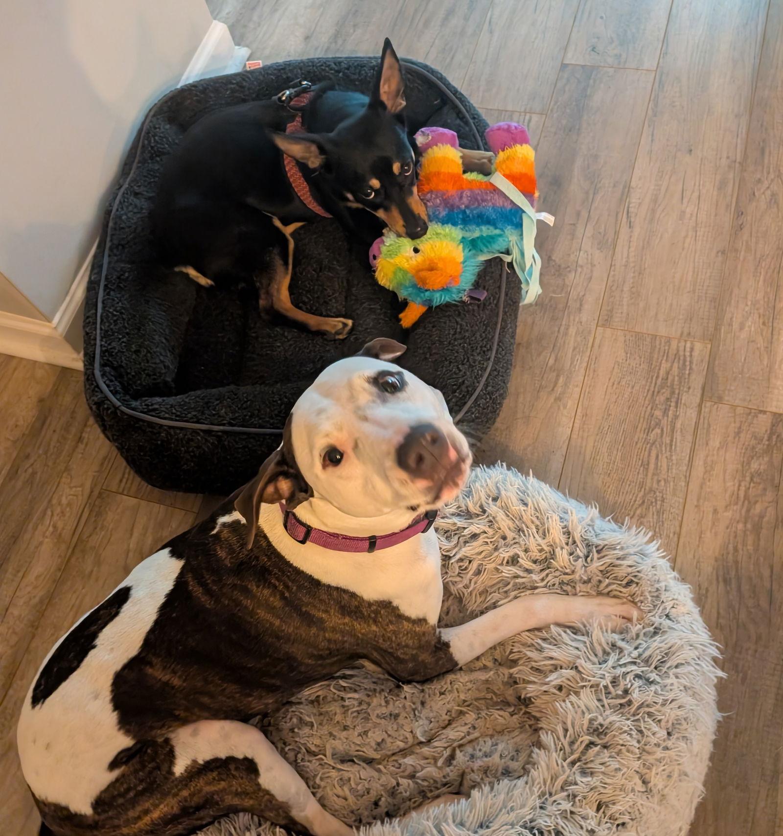 Karley, a Adopted Miniature Pinscher in Alpharetta, GA image 2/3