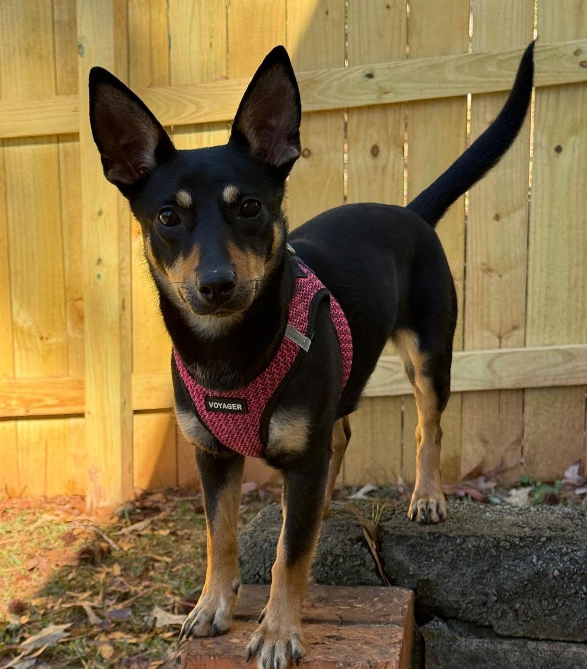 Karley, a Adopted Miniature Pinscher in Alpharetta, GA image 3/3