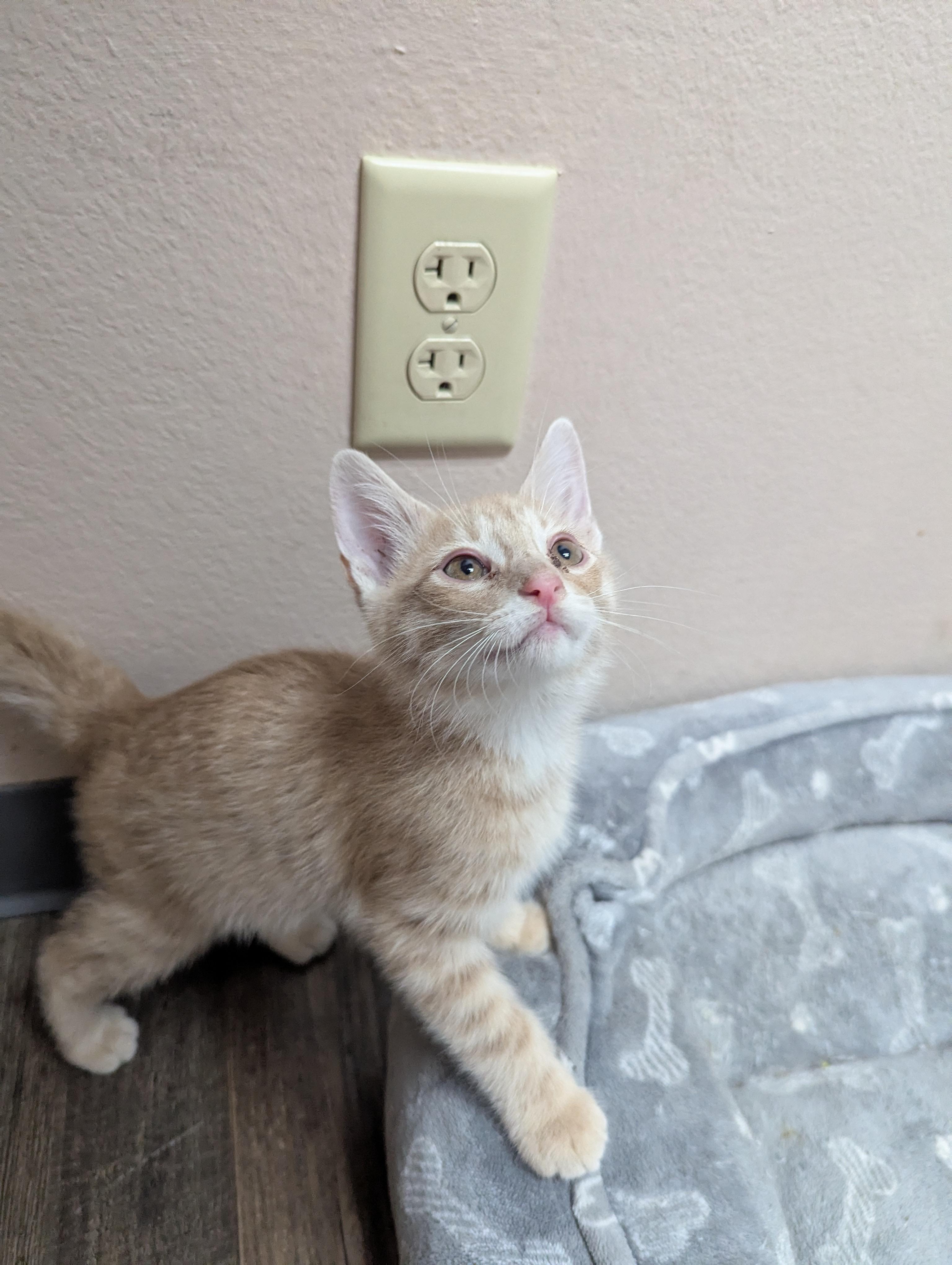 Hobbes, Adoptable, Kitten Male Domestic Short Hair.