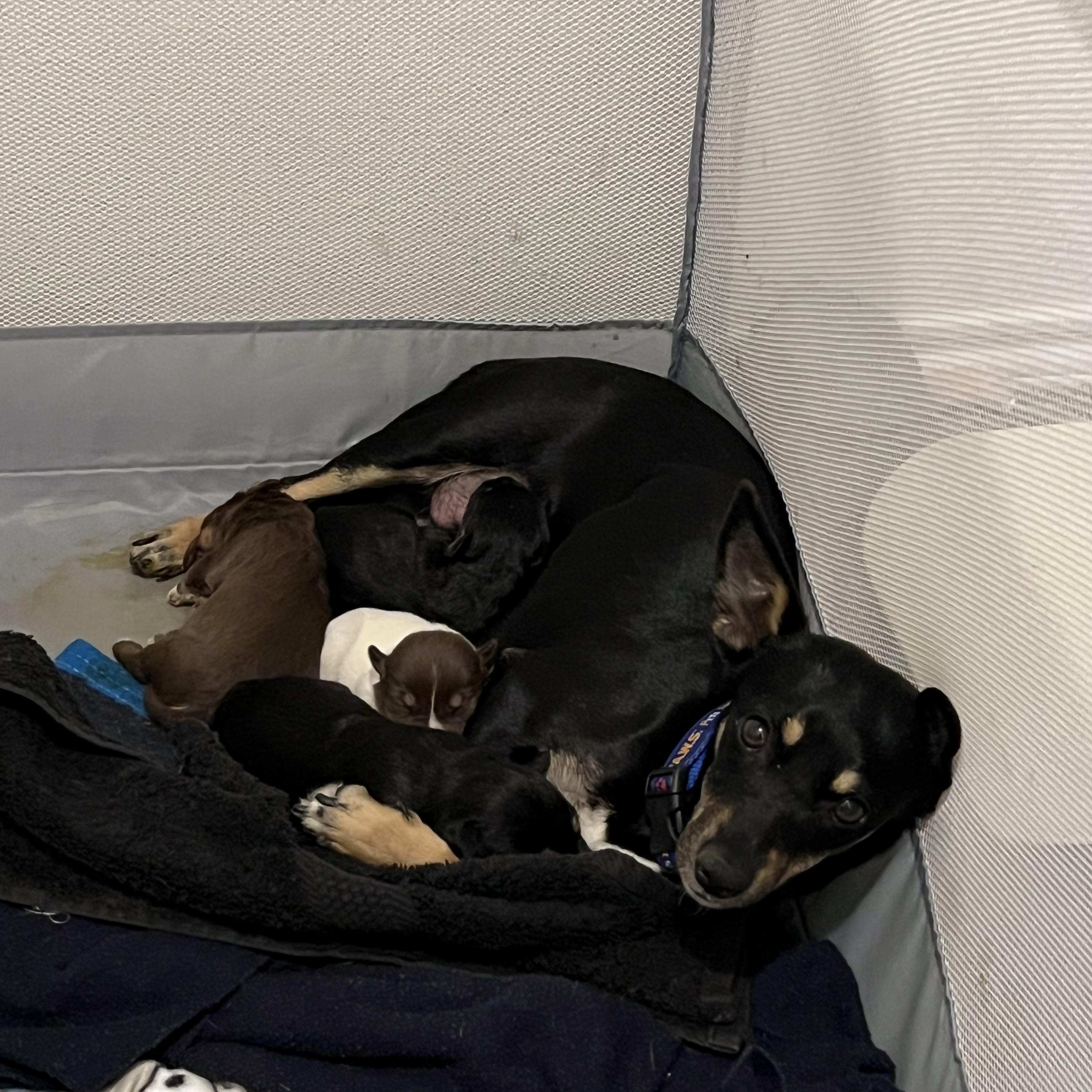 Enlarge Perry, an adopted mixed breed in Royse City, TX image 5/5