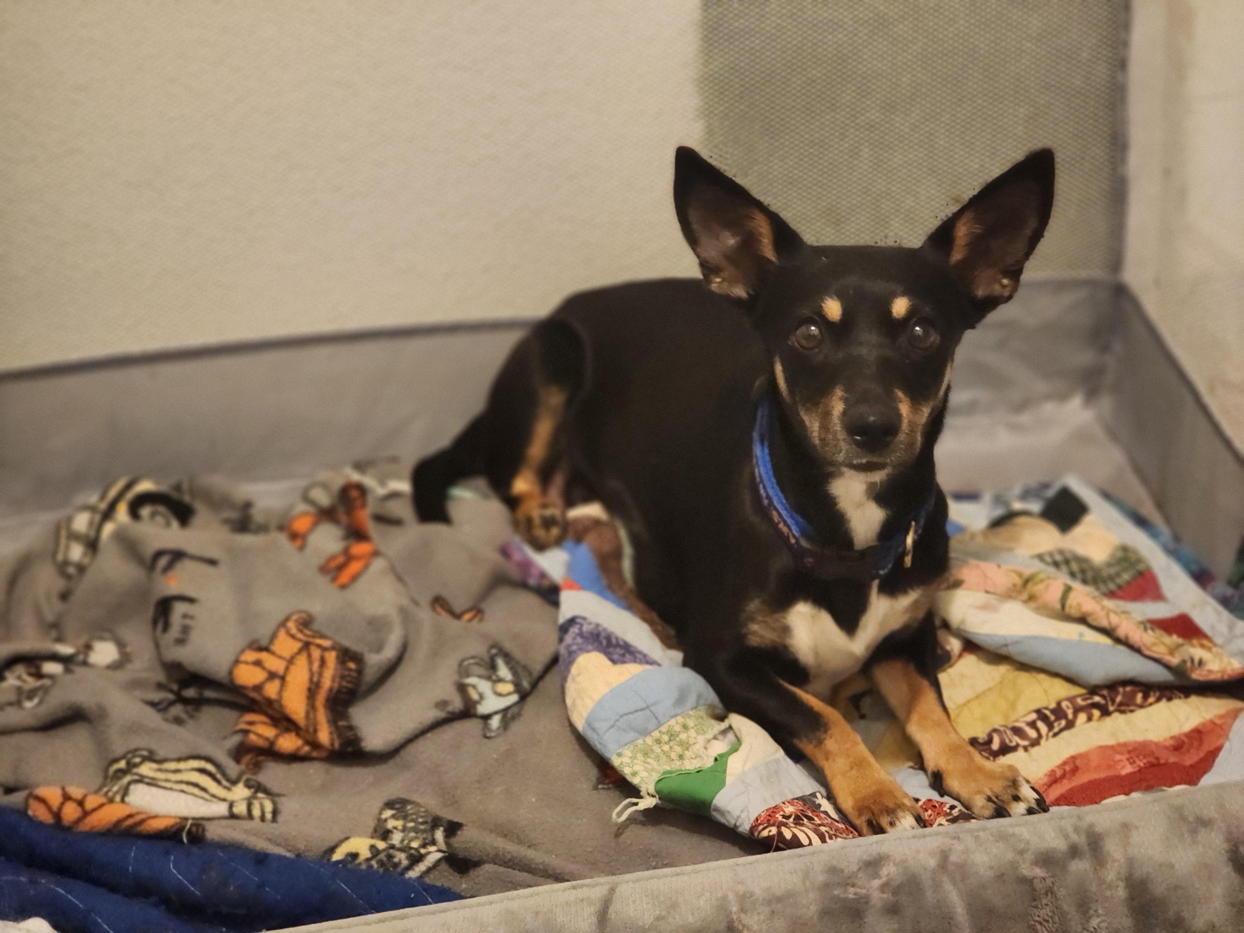 Enlarge Perry, an adopted mixed breed in Royse City, TX image 3/5