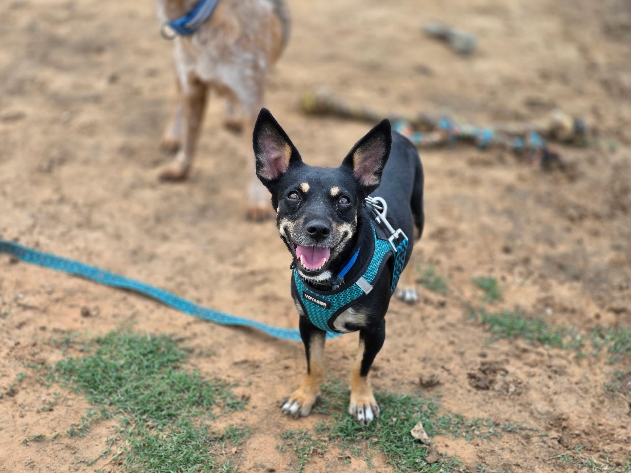 Enlarge Perry, an adopted mixed breed in Royse City, TX image 2/5
