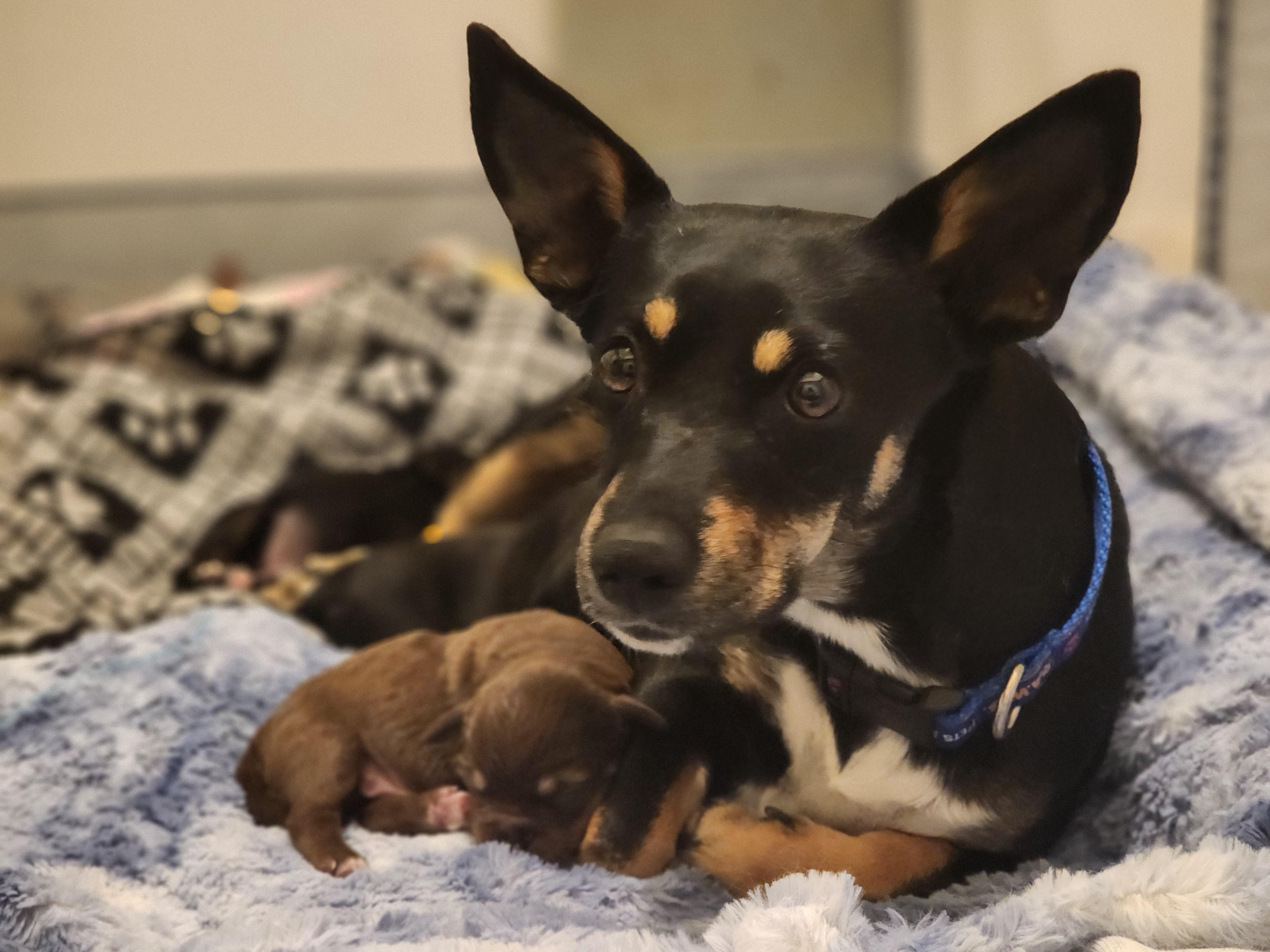 Enlarge Perry, an adopted mixed breed in Royse City, TX image 4/5