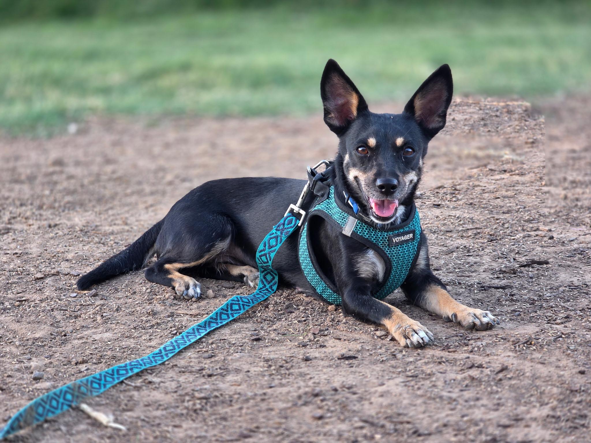 Enlarge Perry, an adopted mixed breed in Royse City, TX image 1/5