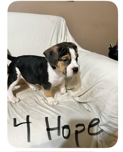 Hope, adopted, Puppy Female Boxer.