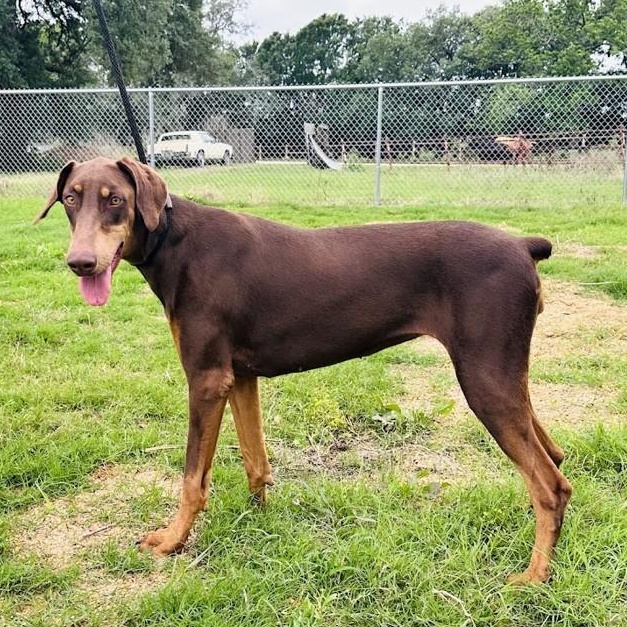 Enlarge Priscilla, a Adoptable mixed breed in Henniker, NH image 2/5