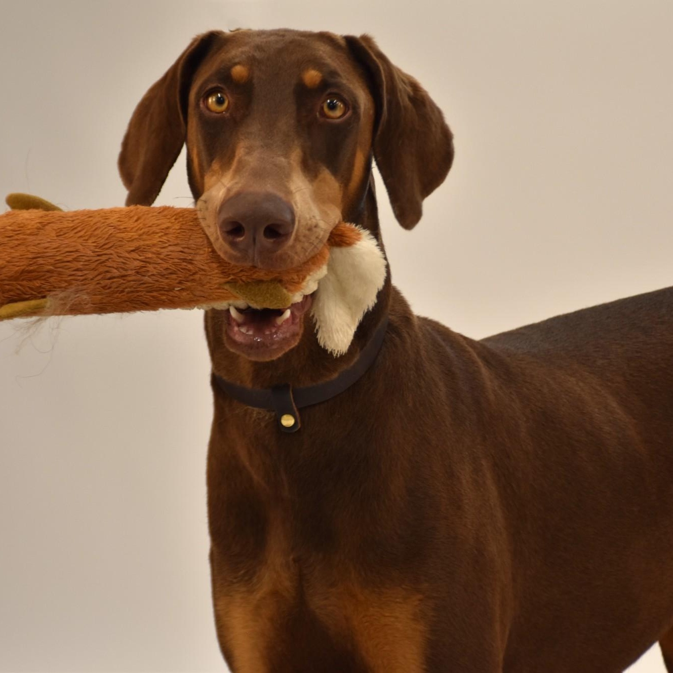 Enlarge Priscilla, a Adoptable mixed breed in Henniker, NH image 1/5