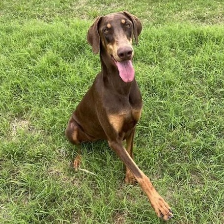 Enlarge Priscilla, a Adoptable mixed breed in Henniker, NH image 5/5