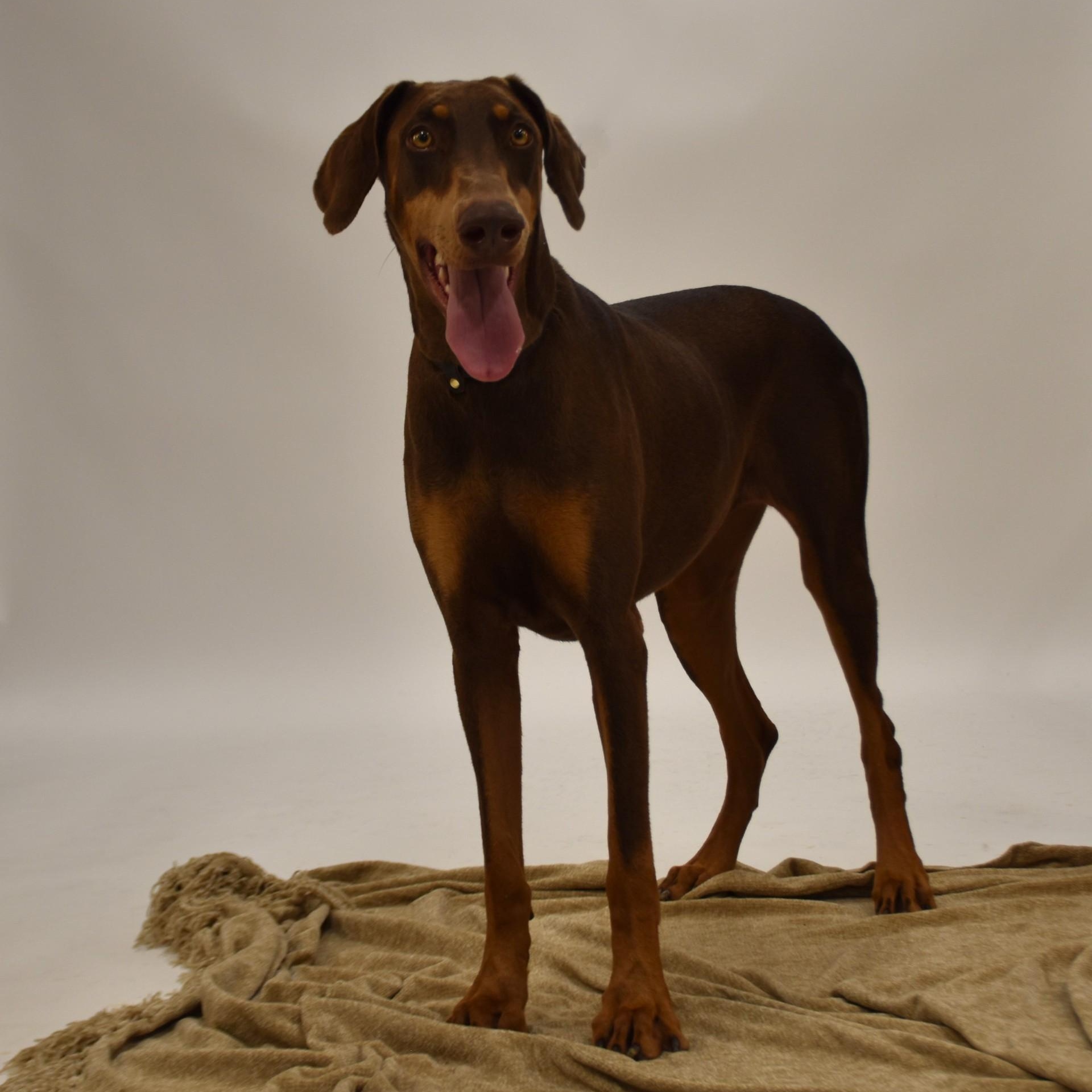 Enlarge Priscilla, a Adoptable mixed breed in Henniker, NH image 4/5