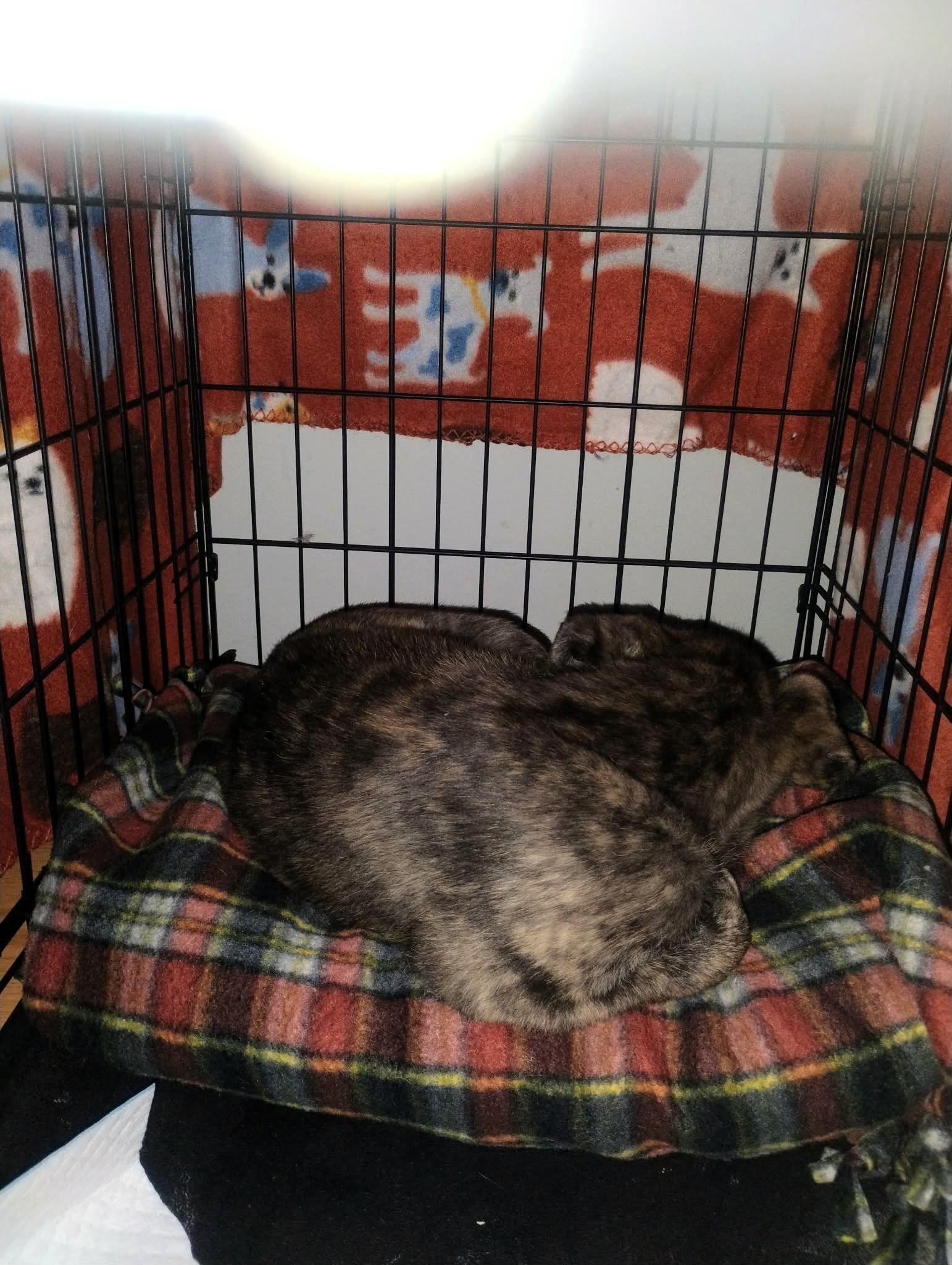 Enlarge Bobo, a other mixed breed in San Francisco, CA image 5/6