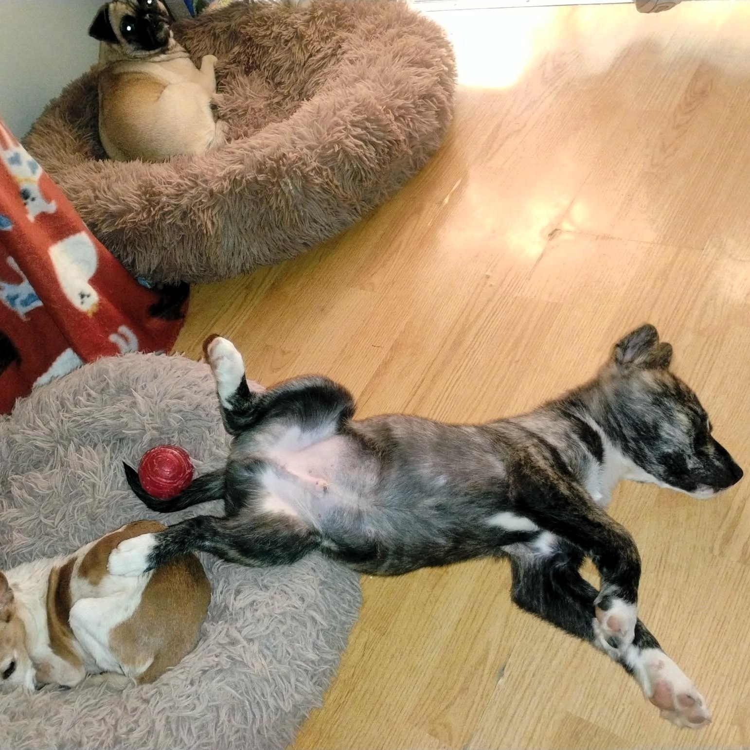 Enlarge Bobo, a other mixed breed in San Francisco, CA image 4/6