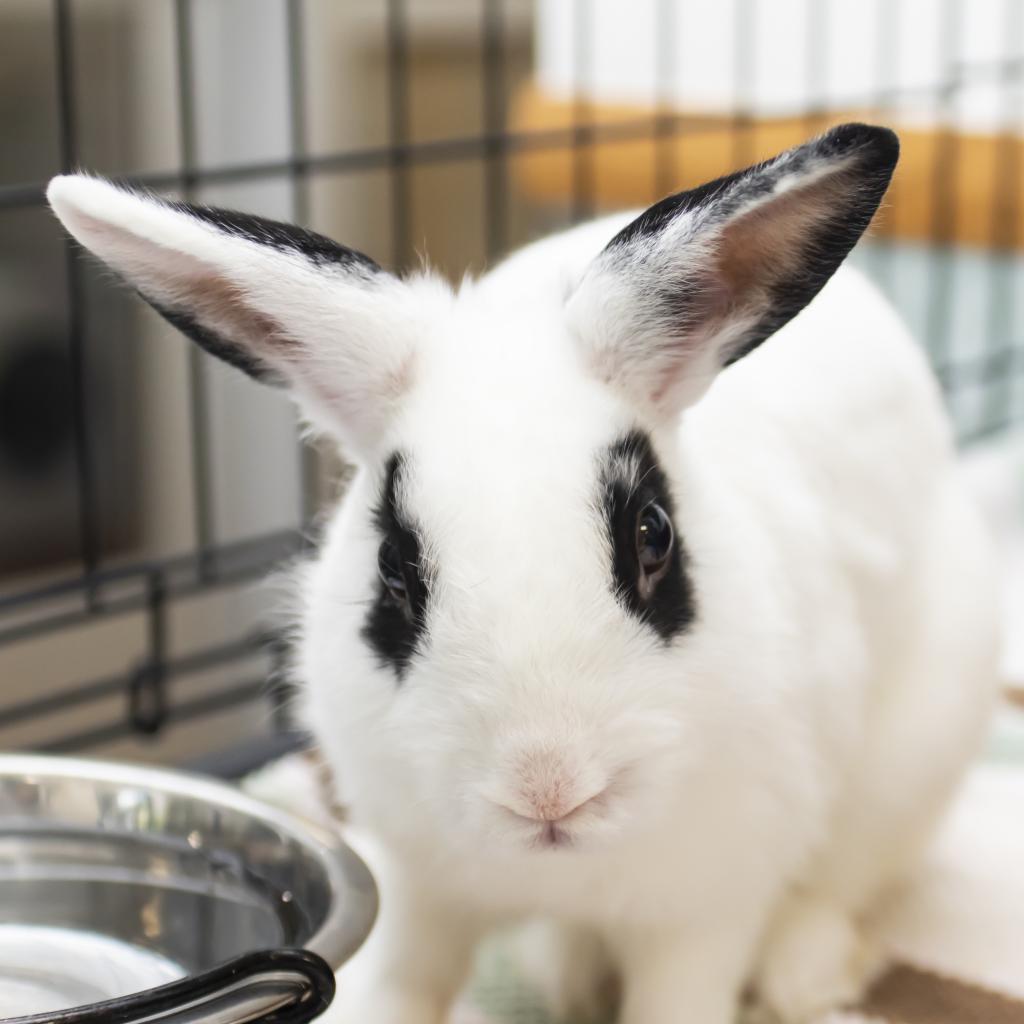 Enlarge Snoopy, a Adoptable Hotot in Middletown, RI image 1/1