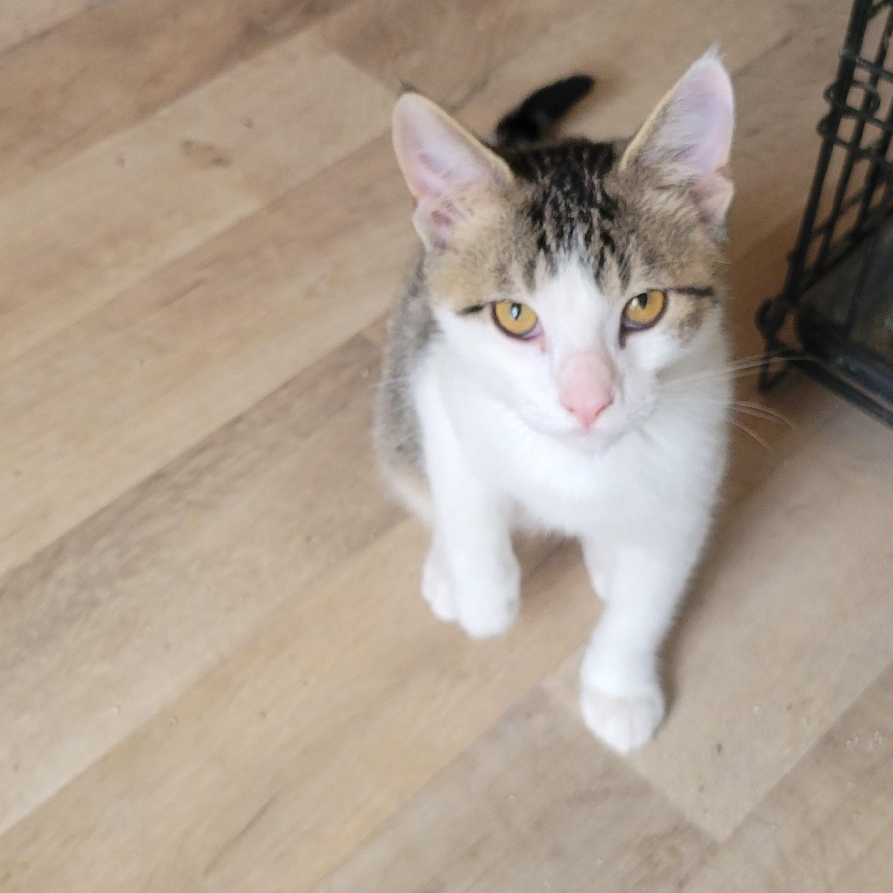 Timmy, Adoptable, Kitten Male Domestic Short Hair.