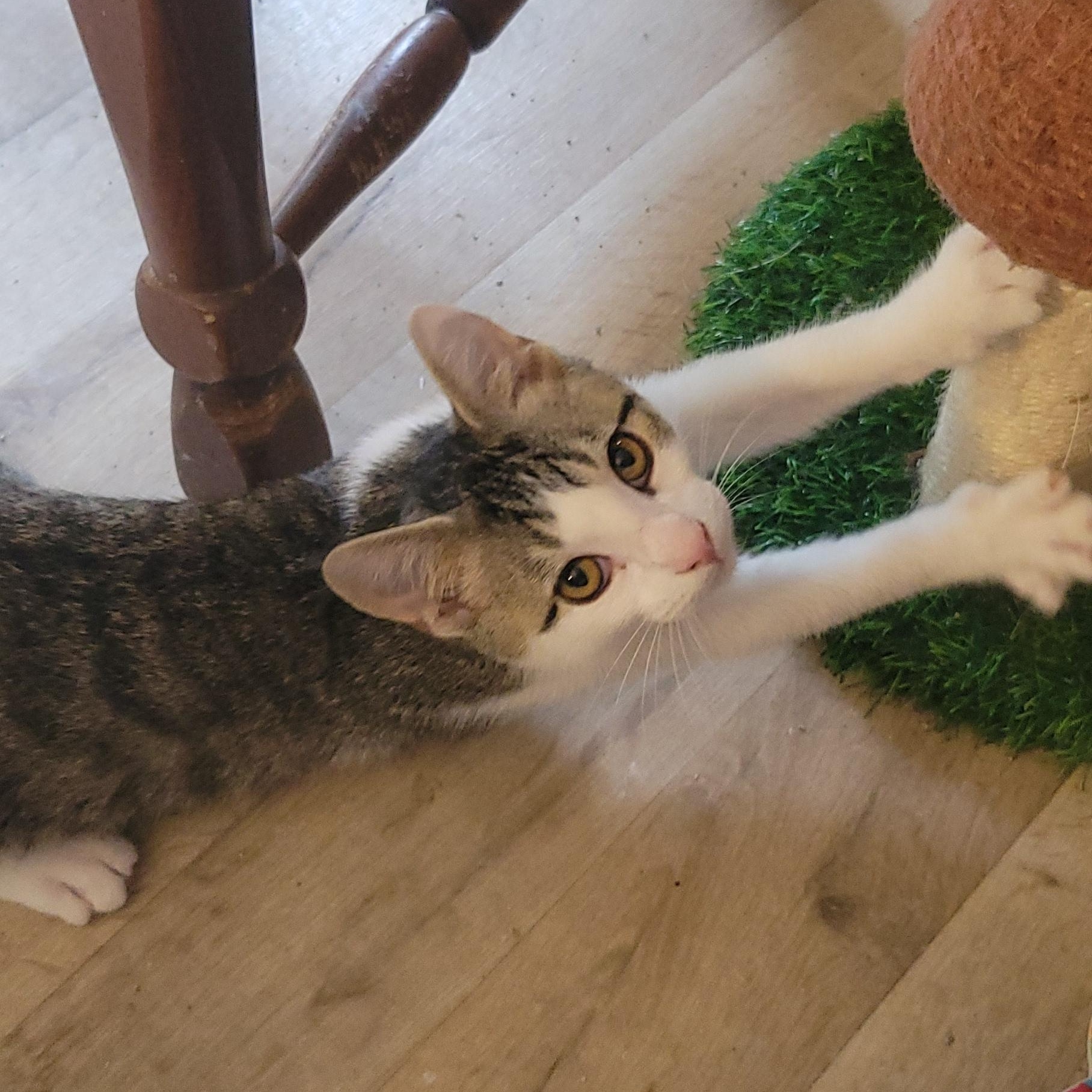 Enlarge Timmy, a Adoptable Domestic Short Hair in Racine, WI image 3/3