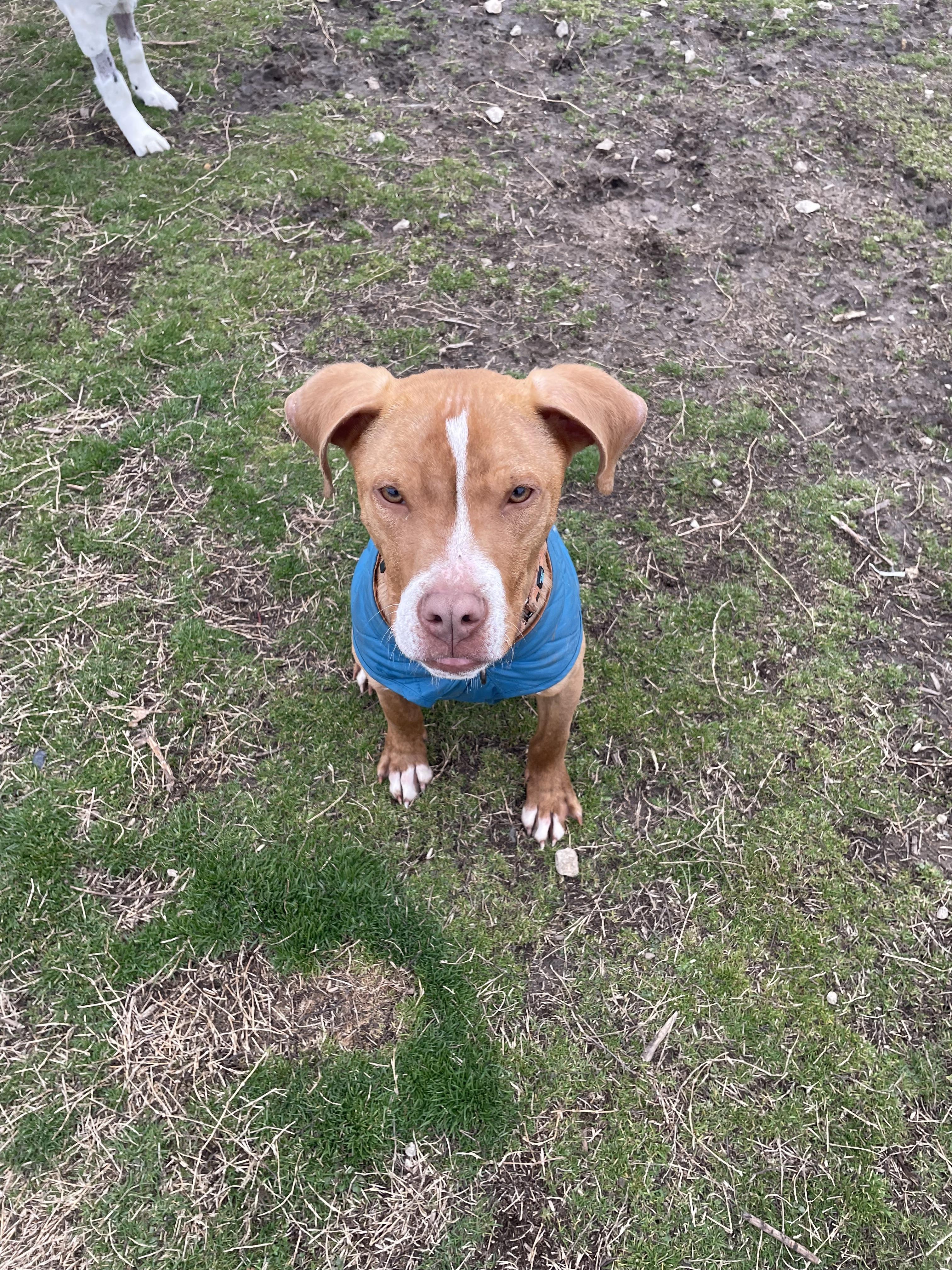 Enlarge Casper, a Adopted mixed breed in Tulsa, OK image 1/5