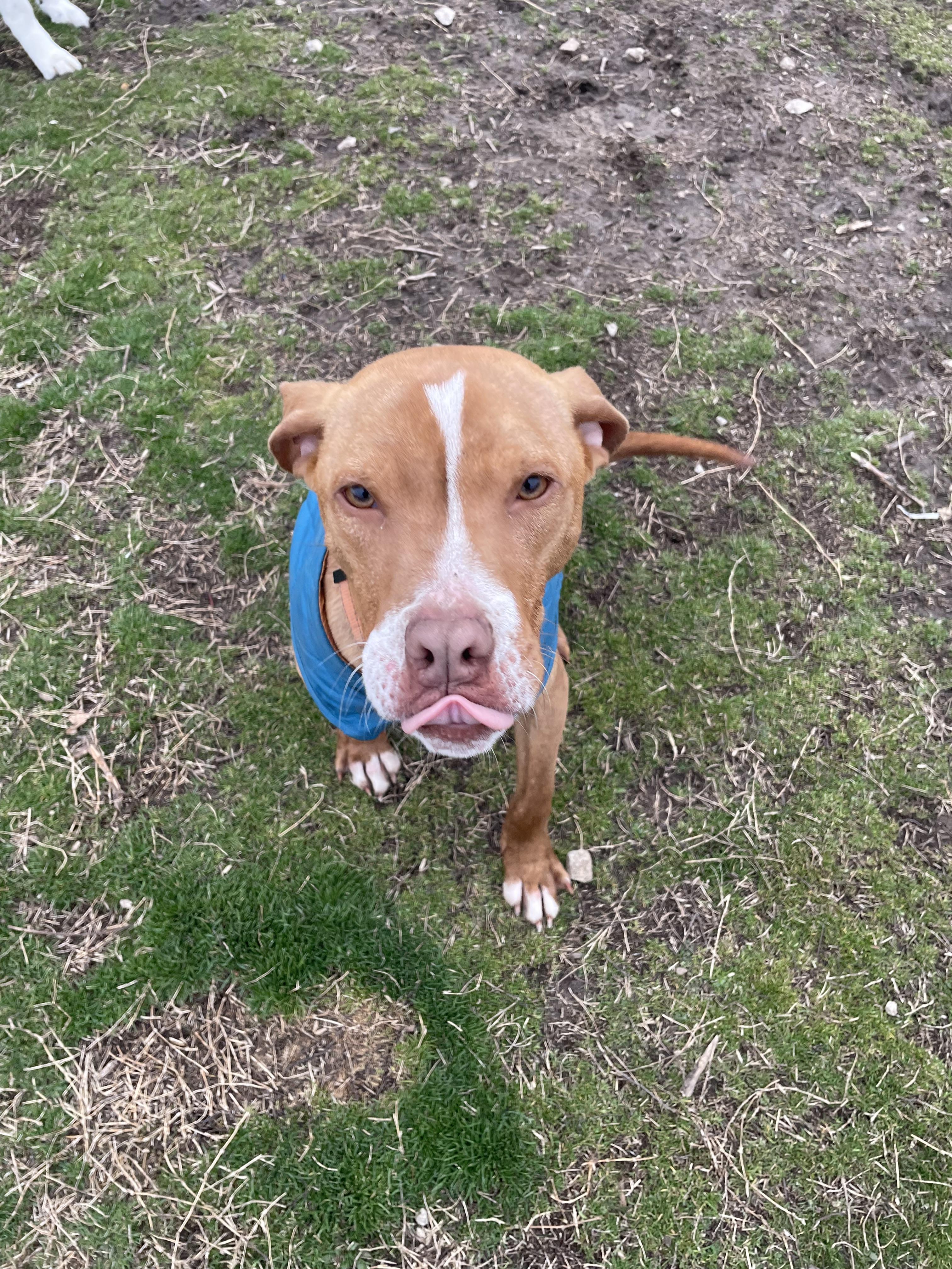 Enlarge Casper, a Adopted mixed breed in Tulsa, OK image 2/5