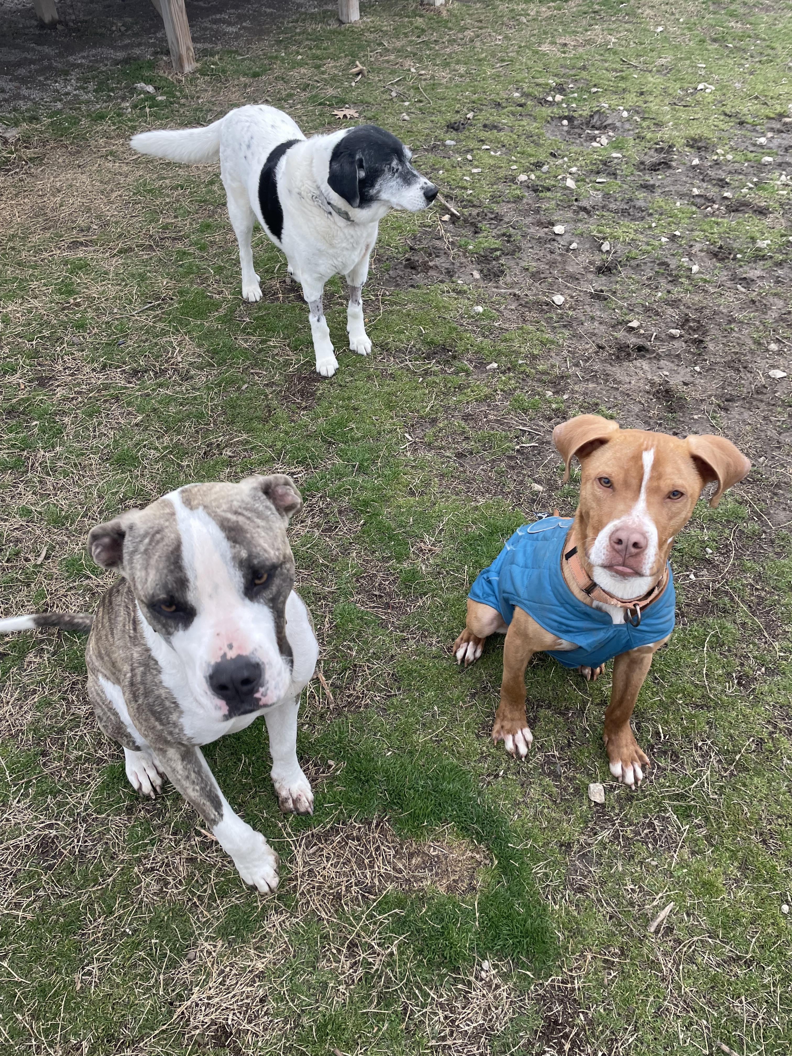Enlarge Casper, a Adopted mixed breed in Tulsa, OK image 3/5