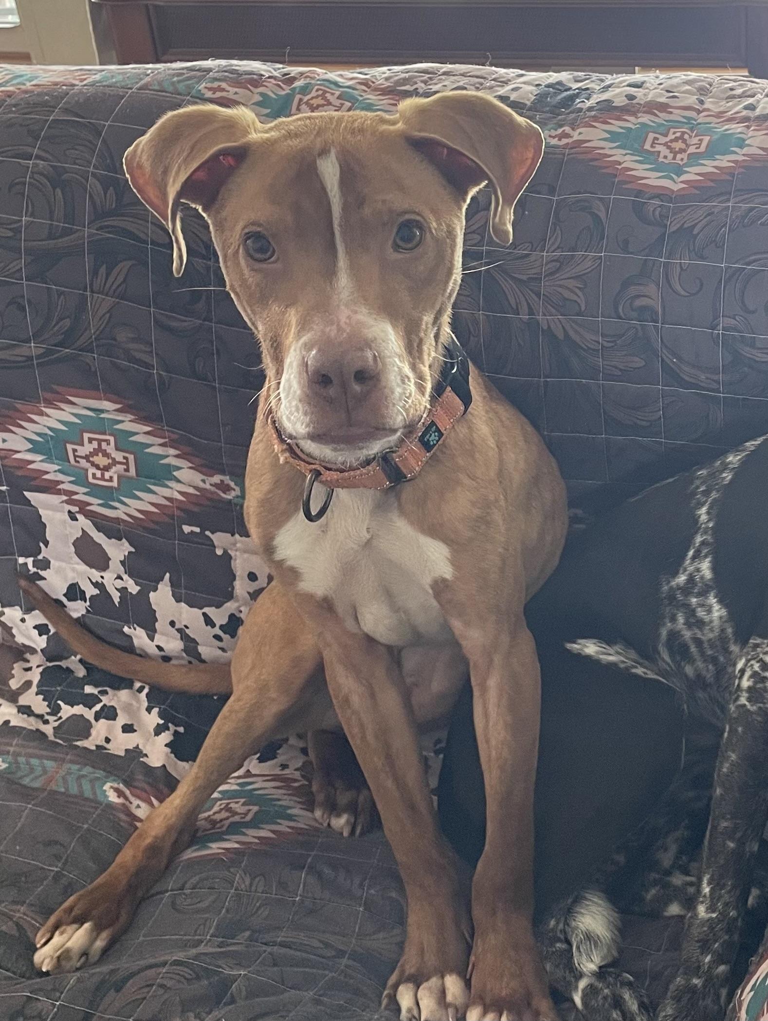 Enlarge Casper, a Adopted mixed breed in Tulsa, OK image 4/5