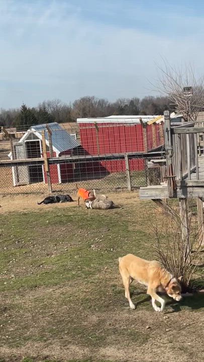 Enlarge Casper, a Adopted mixed breed in Tulsa, OK video 5/5