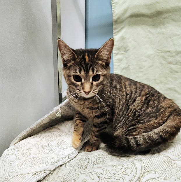 Cilla, Adoptable, Young Female Domestic Short Hair.