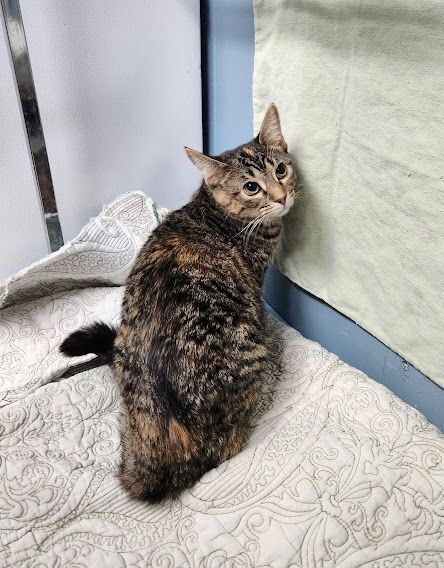 Enlarge Cilla, a Adoptable Domestic Short Hair in Hoopeston, IL image 2/6