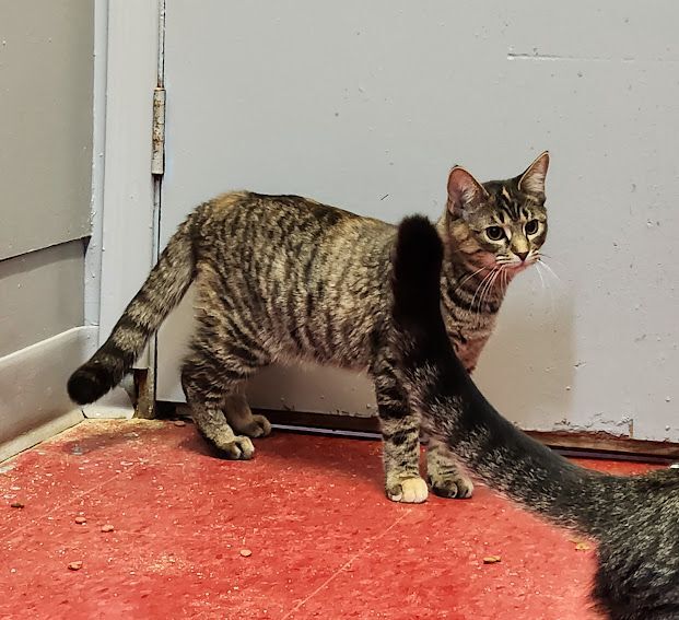 Enlarge Cilla, a Adoptable Domestic Short Hair in Hoopeston, IL image 3/6