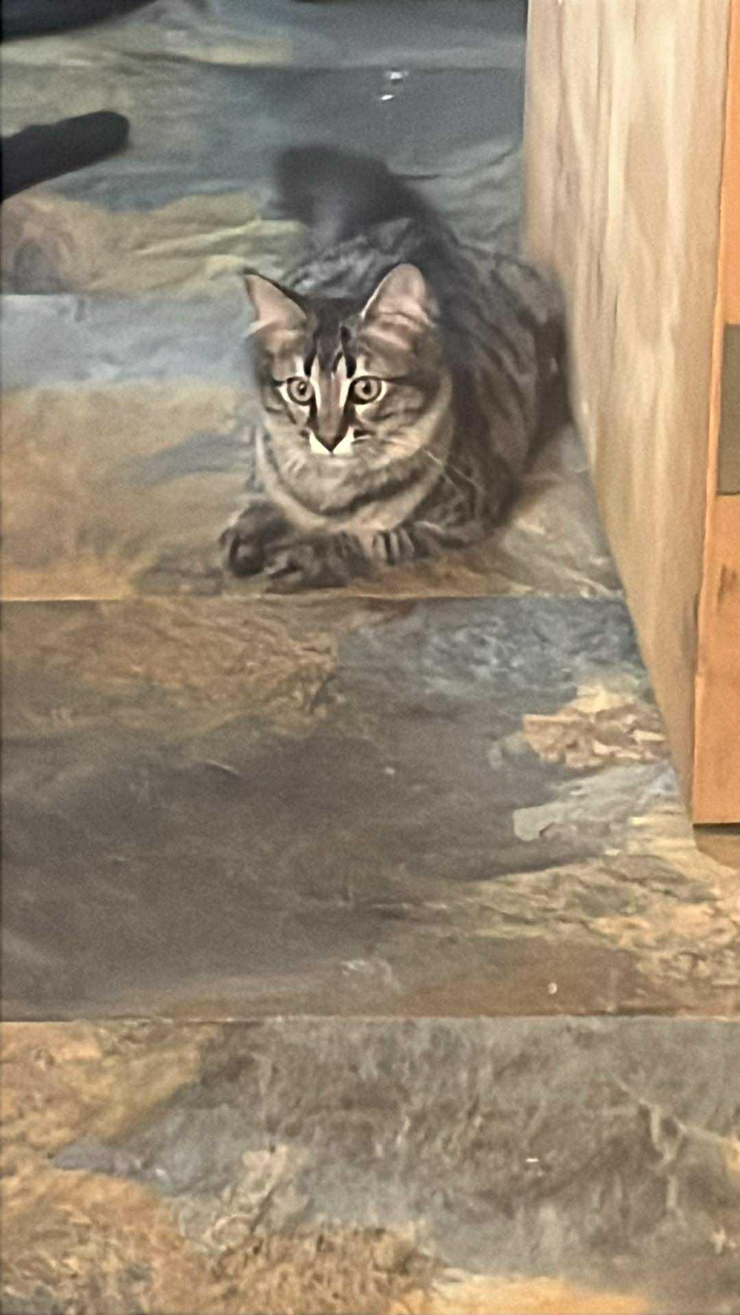 Hans, Adoptable, Young Male Domestic Long Hair.