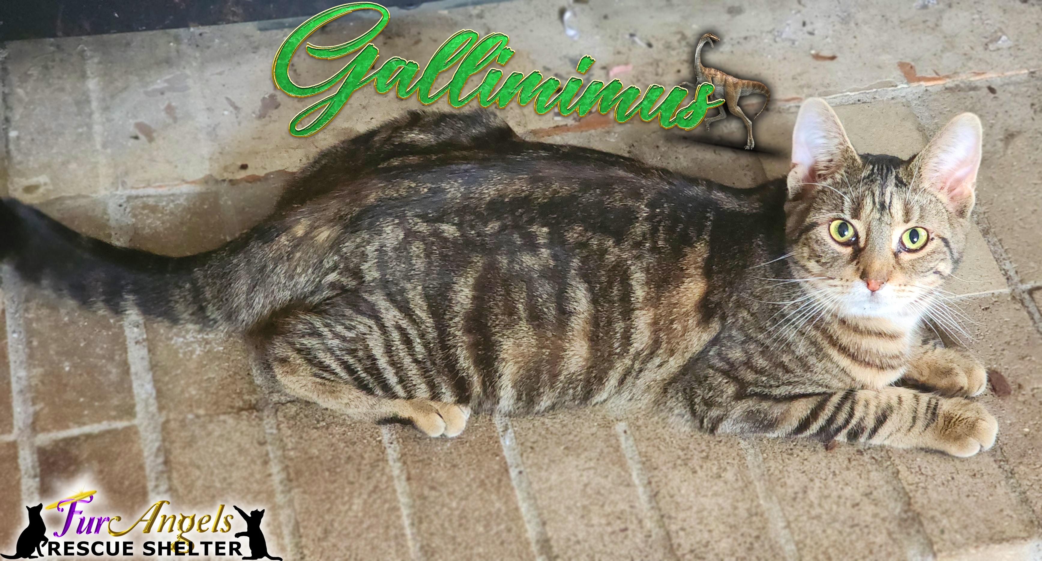 Enlarge Gallimimus, a Adoptable Domestic Short Hair in Toledo, OH image 1/2