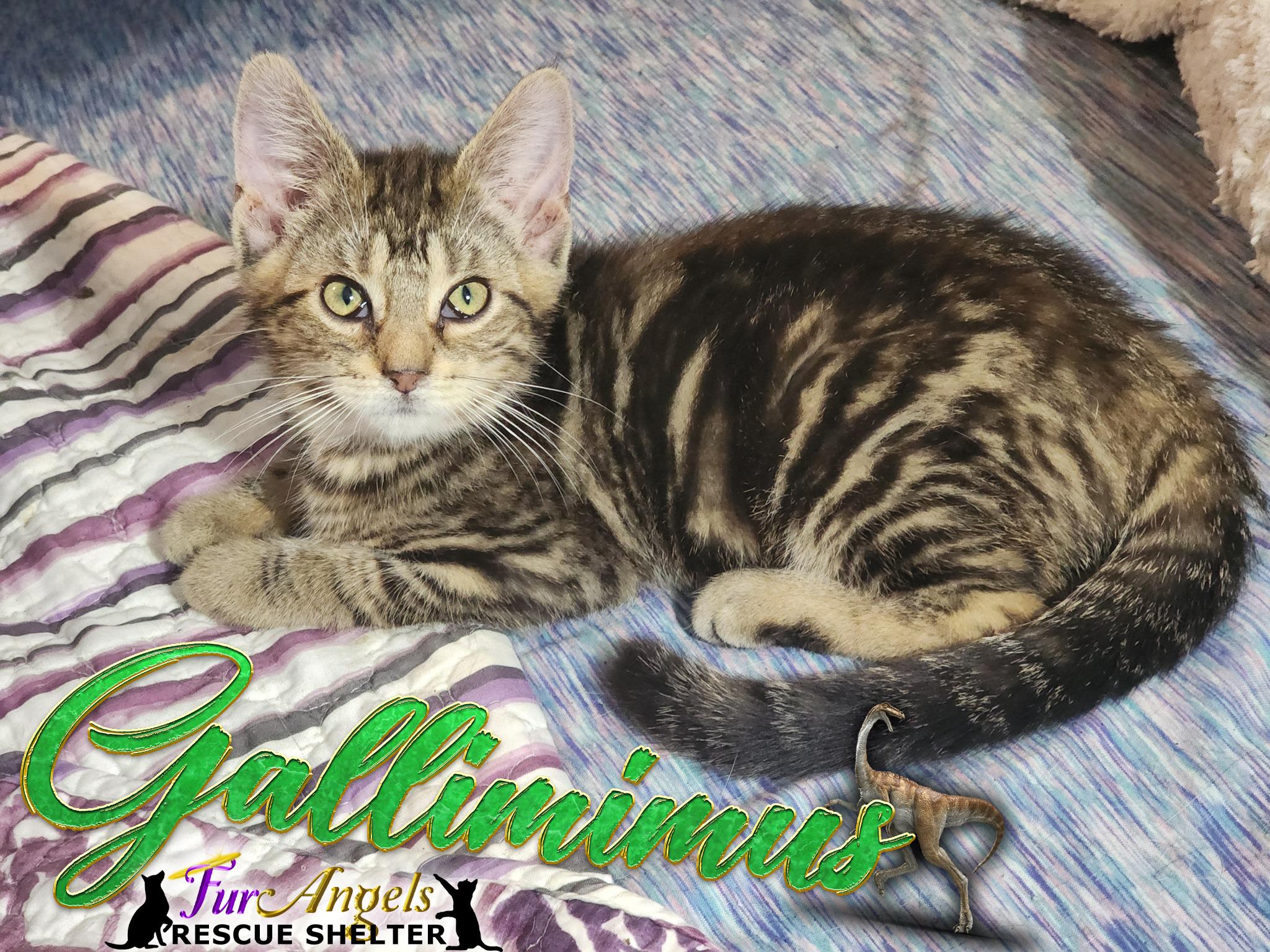 Enlarge Gallimimus, a Adoptable Domestic Short Hair in Toledo, OH image 2/2