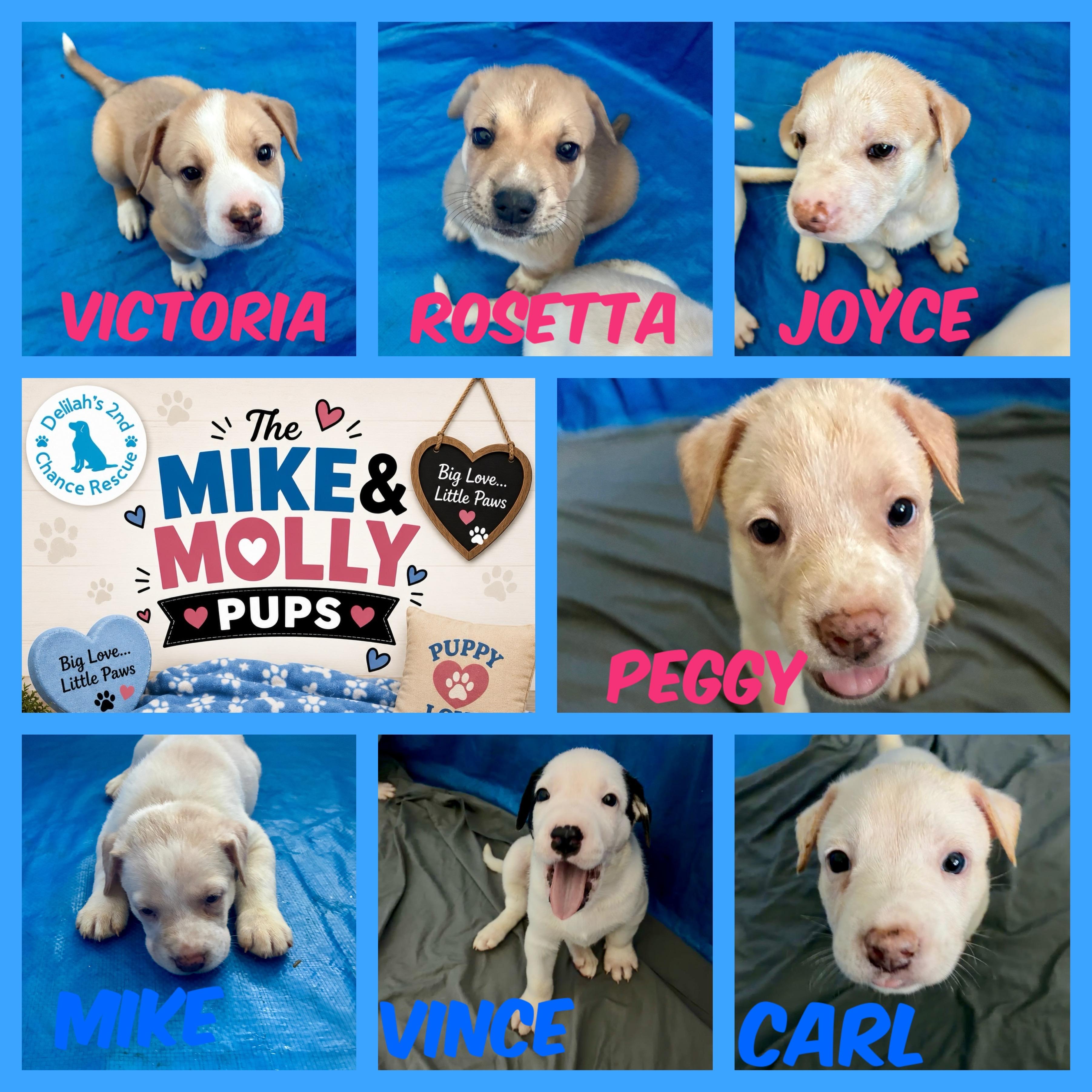 Mike & Molly Pups, ADOPTABLE, Puppy Female Carolina Dog.