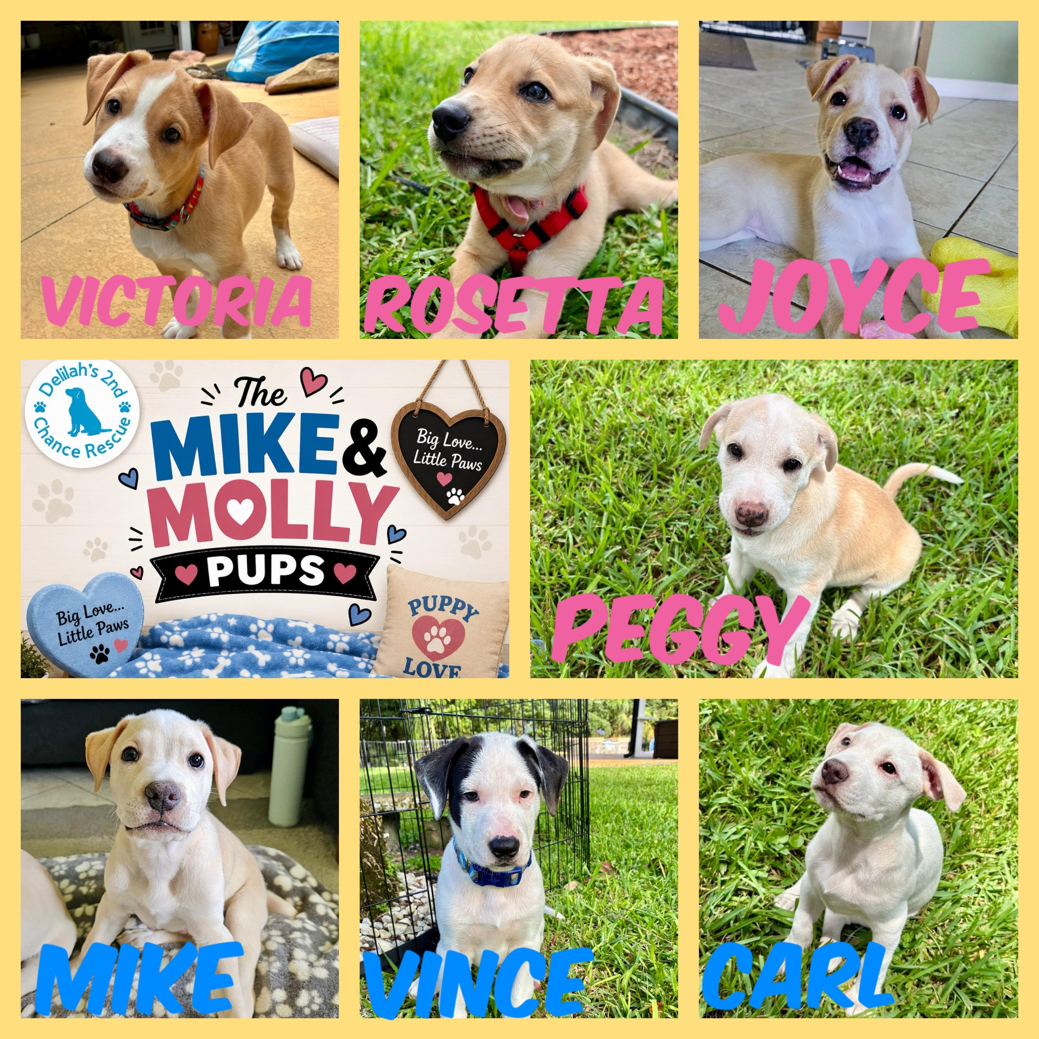 Mike & Molly Pups, a ADOPTABLE mixed breed in Port Saint Lucie, FL image 1/3