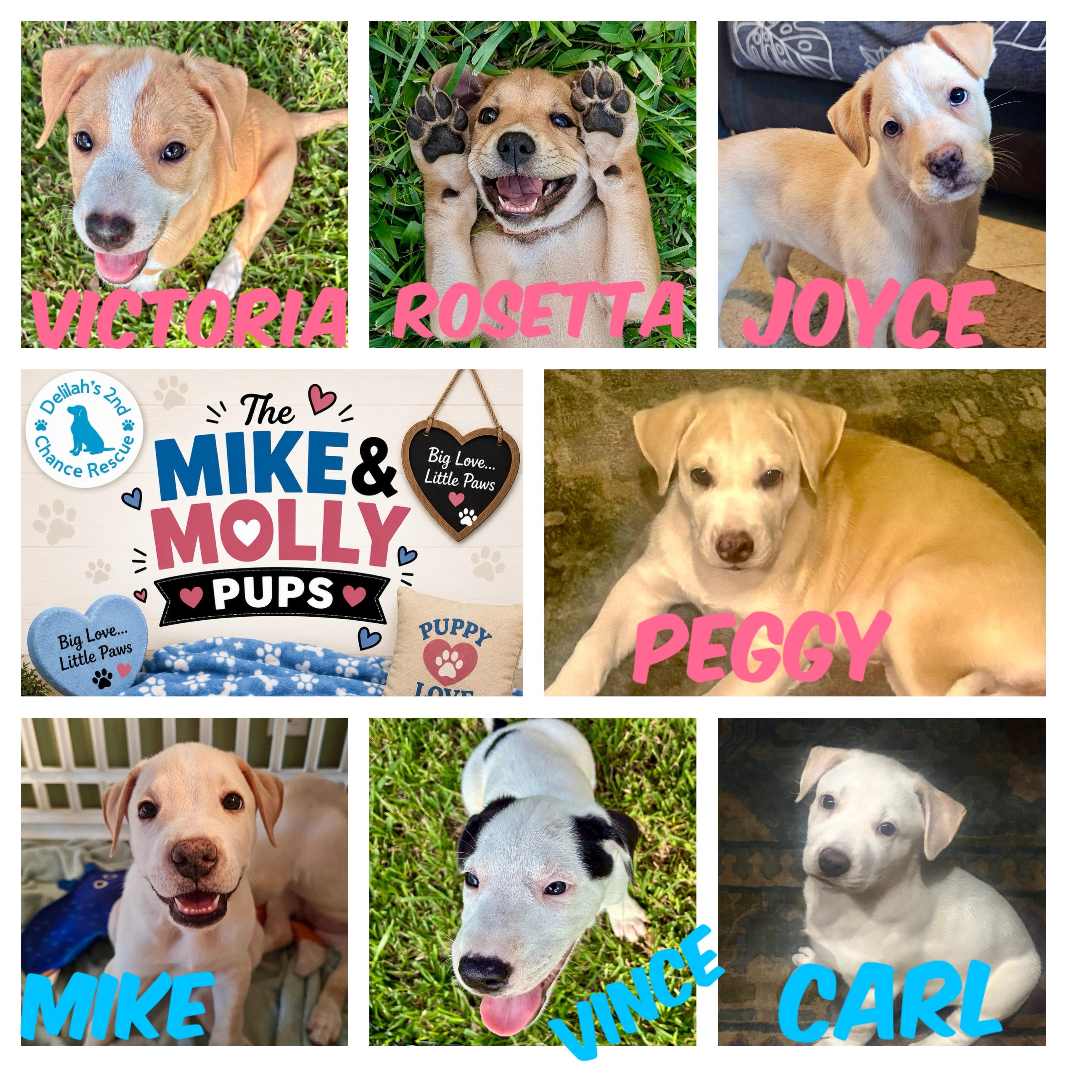 Mike & Molly Pups, a ADOPTABLE mixed breed in Port Saint Lucie, FL image 2/3