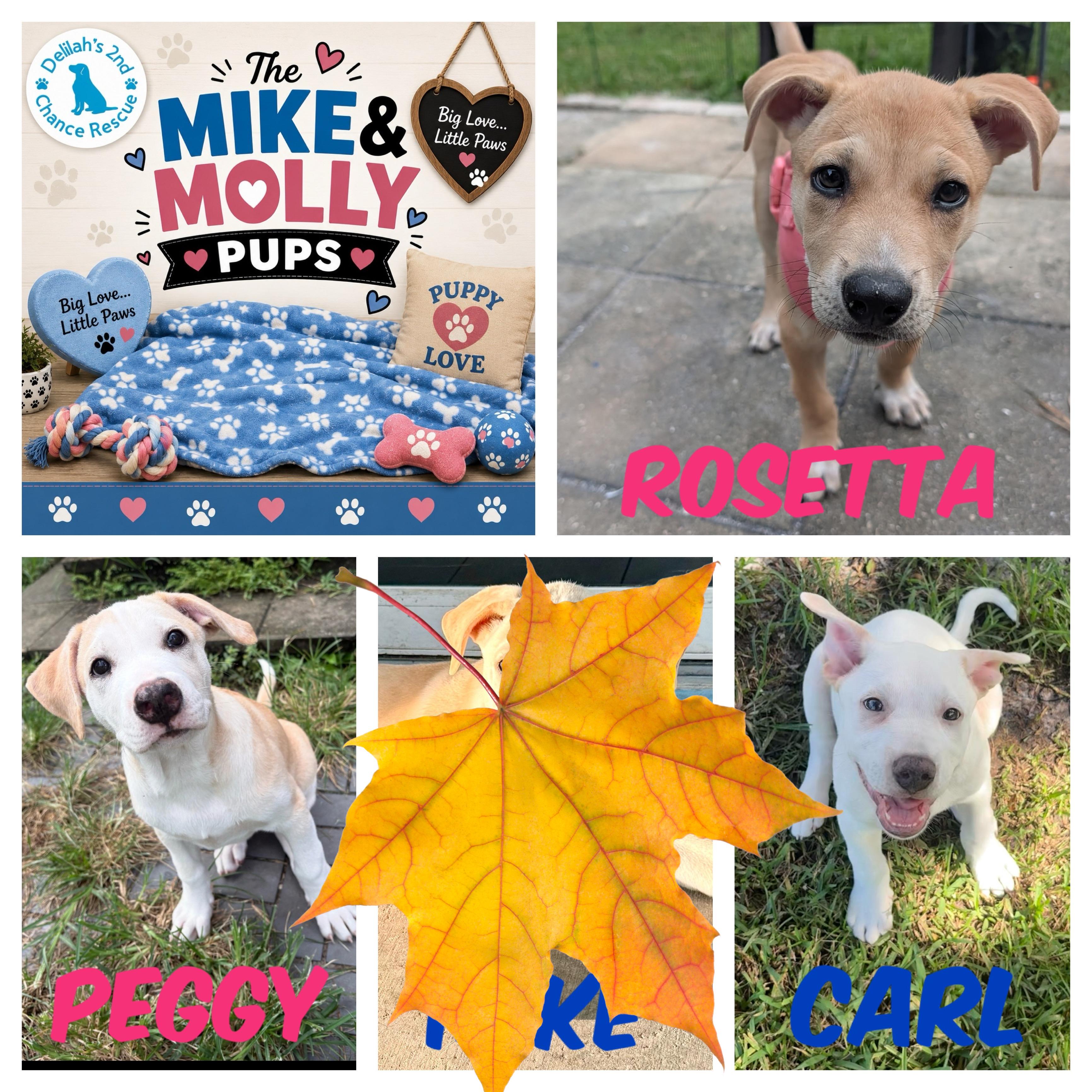 Mike & Molly Pups, Adoptable, Puppy Female Carolina Dog.