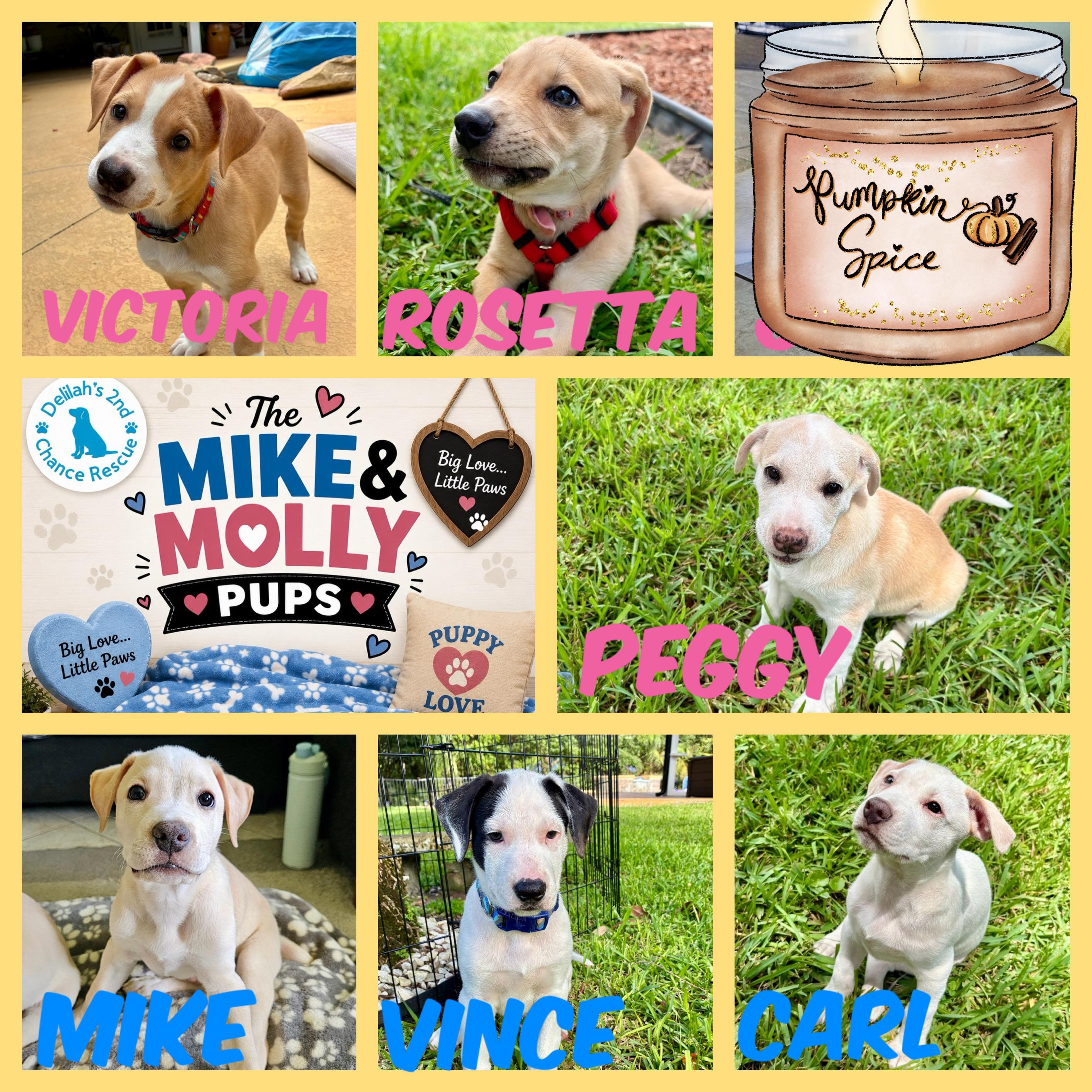 Enlarge Mike & Molly Pups, a Adoptable mixed breed in Port Saint Lucie, FL image 2/4