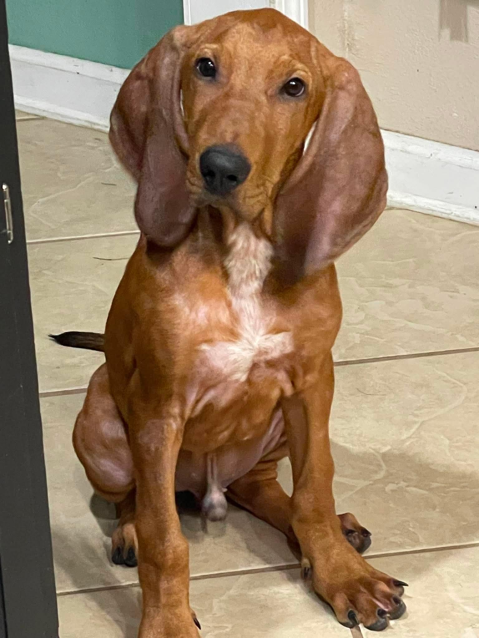 Whiskey, Adoptable, Young Male Bloodhound.