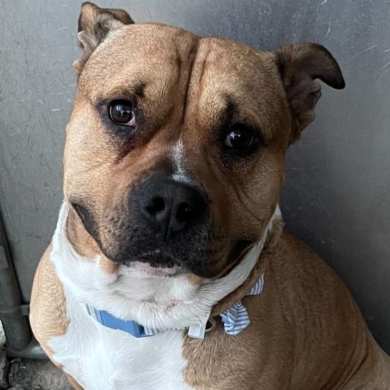 "DiMaggio", Adoptable, Adult Male American Staffordshire Terrier.