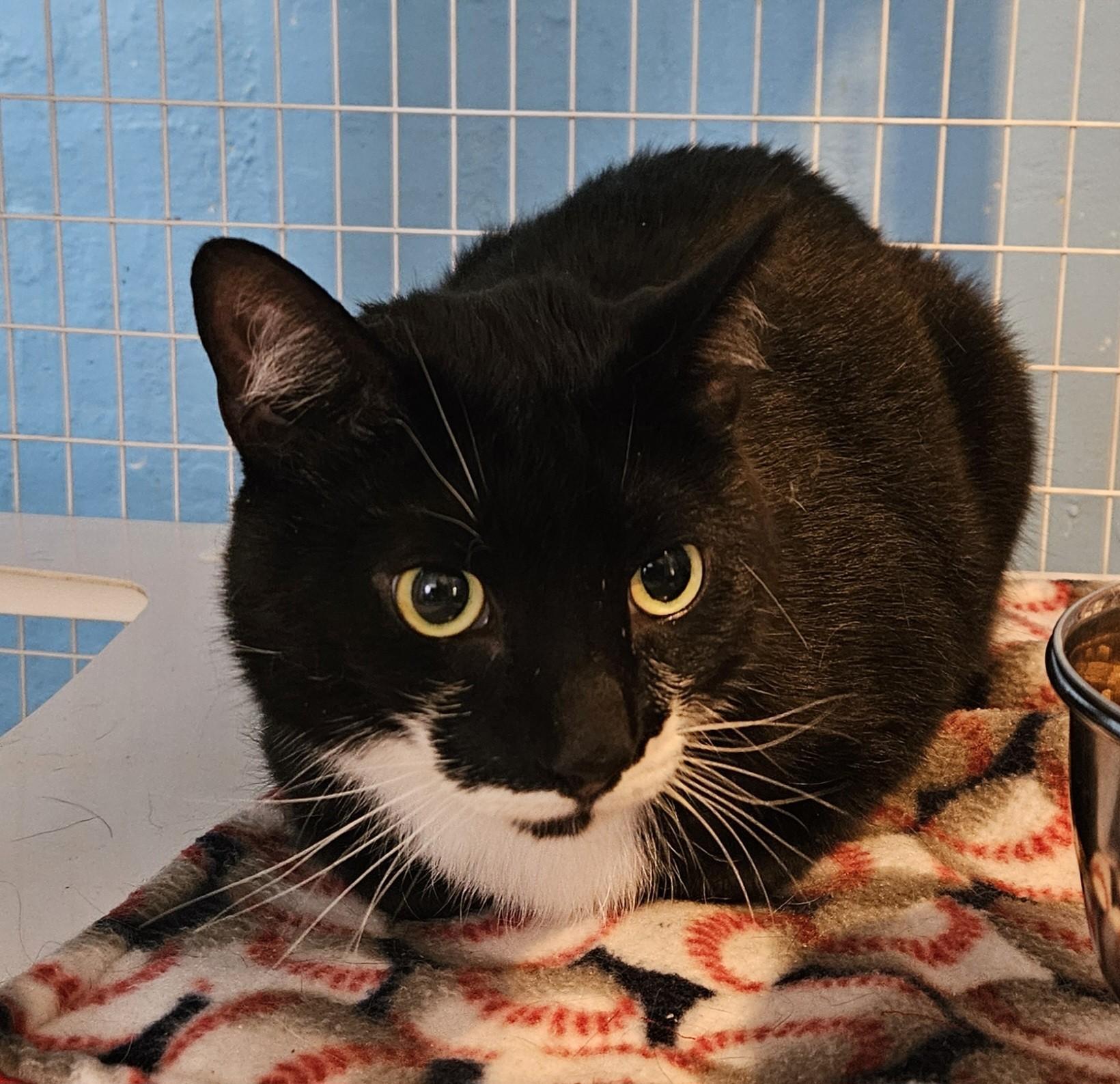 Clayton & Clayborn BONDED PAIR, a ADOPTABLE Domestic Short Hair in Claremont, NH image 2/2