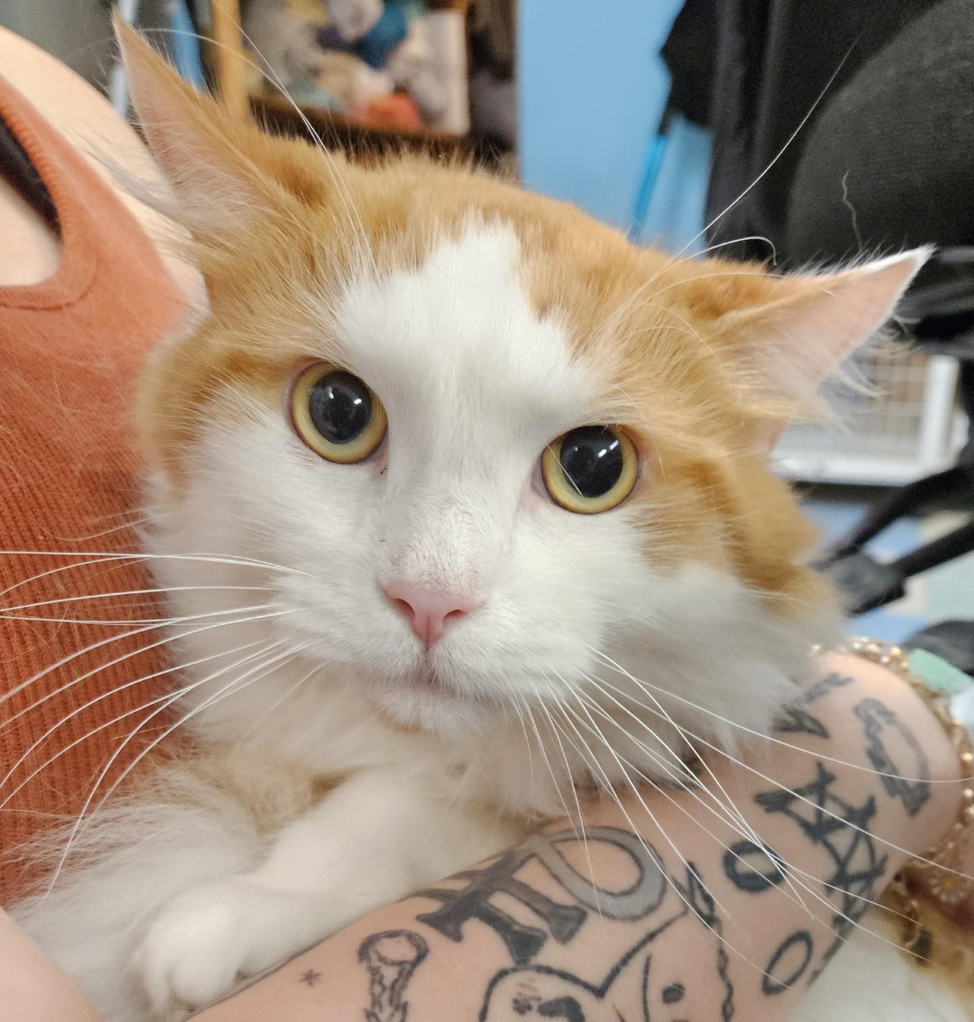 Clayton & Clayborn BONDED PAIR, ADOPTABLE, Adult Male Domestic Short Hair.
