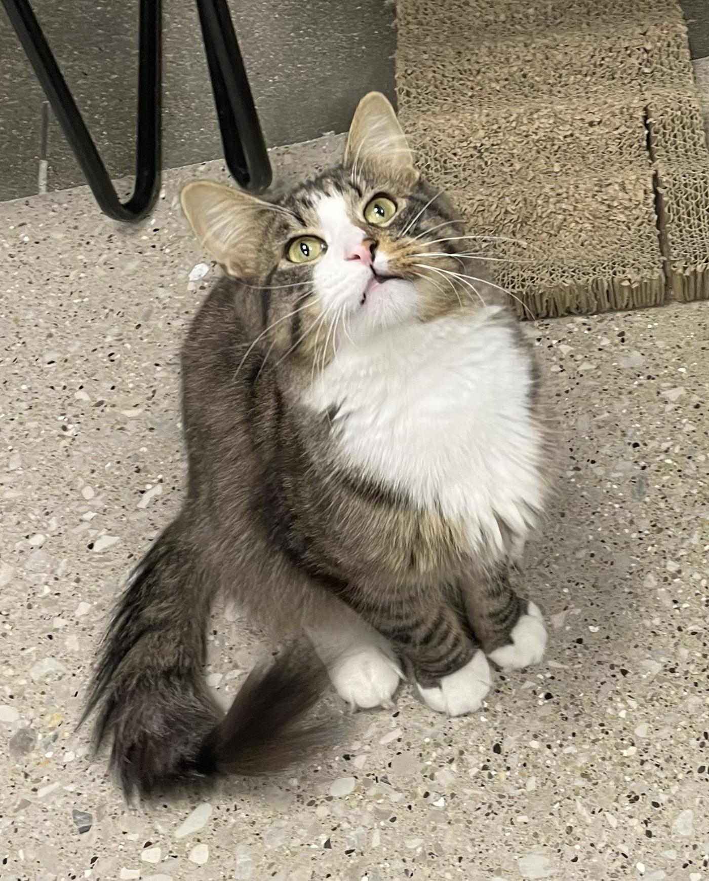 Enlarge Murdock, an adopted Domestic Medium Hair in Grayslake, IL image 4/4