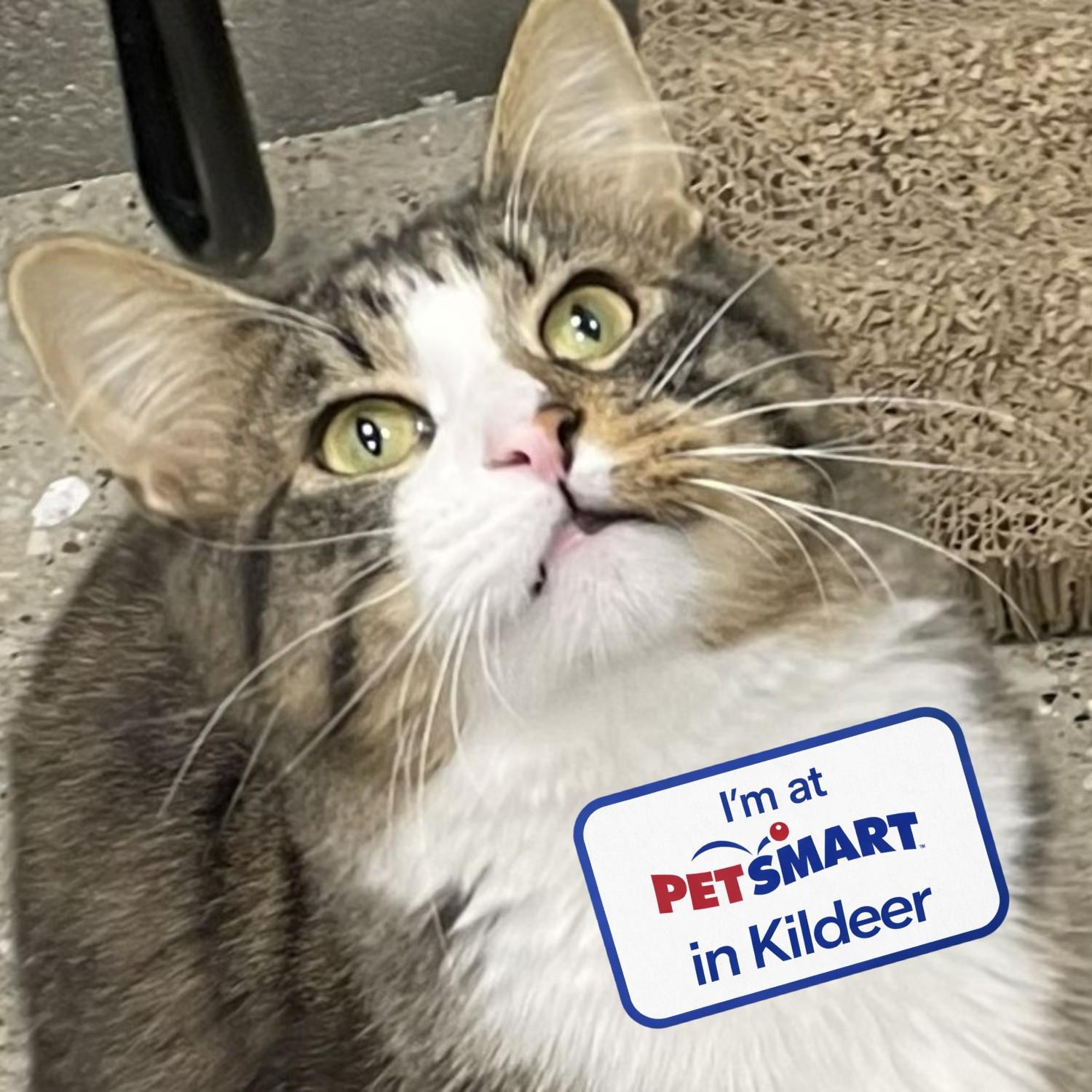 Enlarge Murdock, an adopted Domestic Medium Hair in Grayslake, IL image 3/4