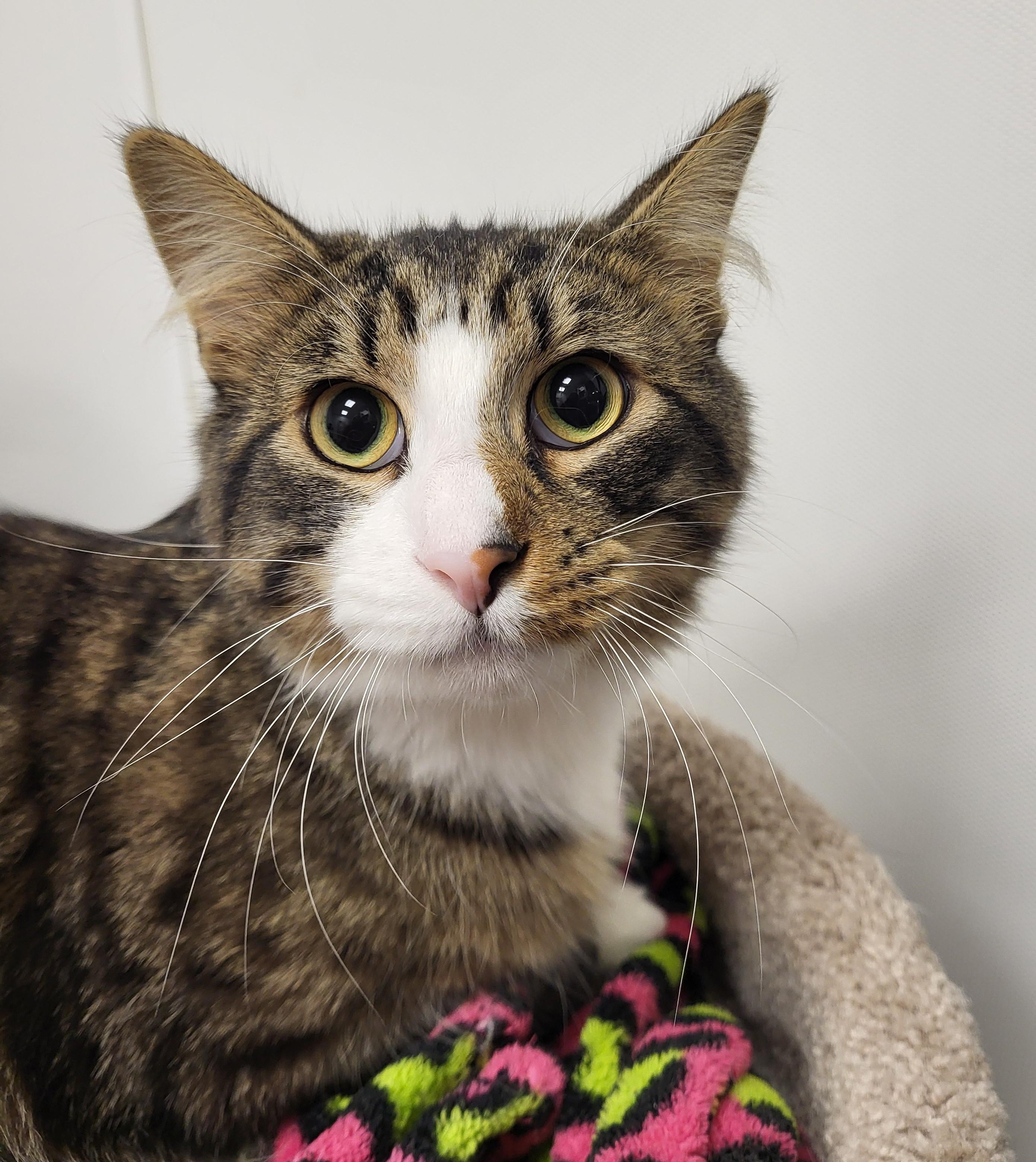 Murdock, adopted, Adult Male Domestic Medium Hair.