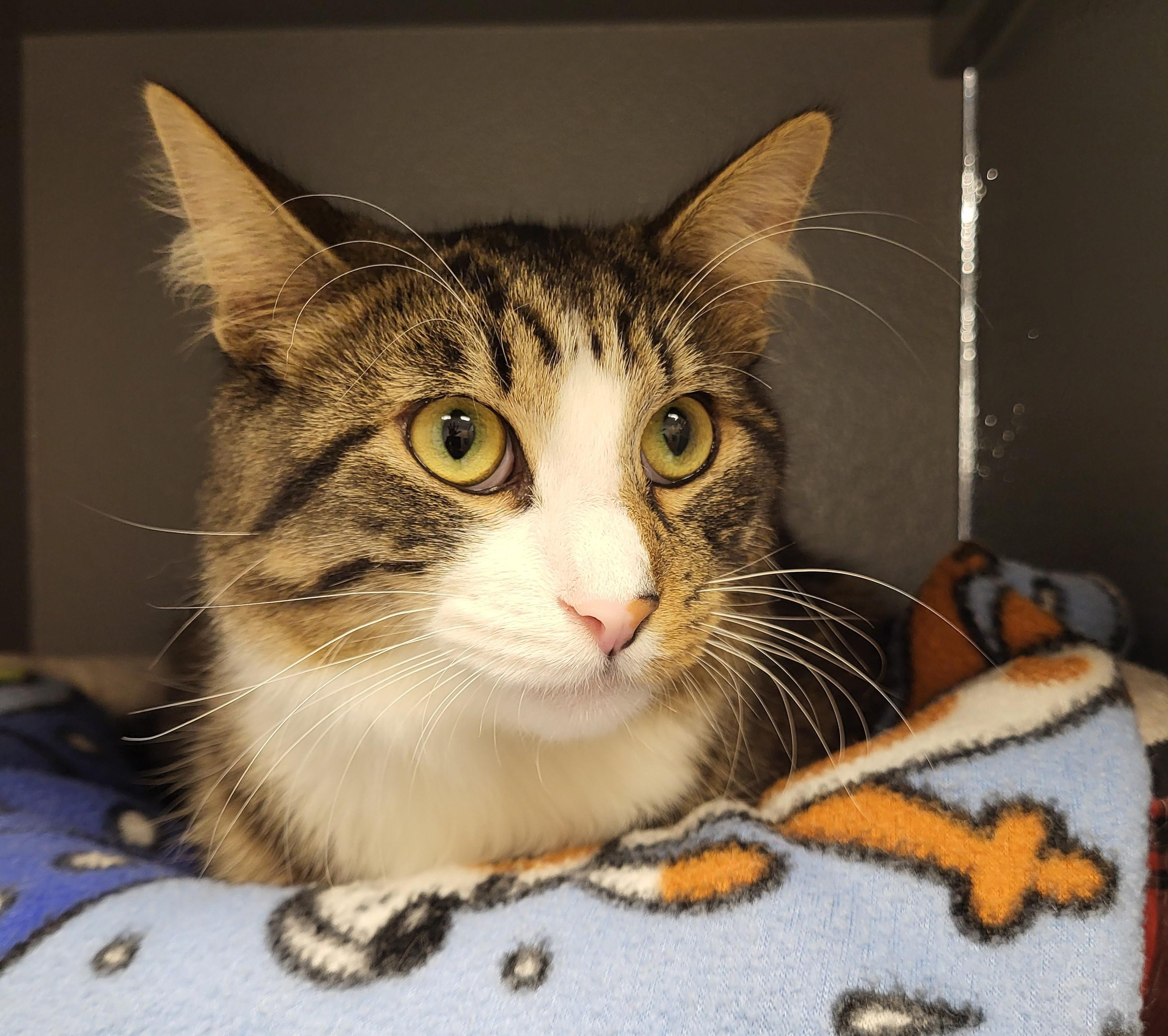 Enlarge Murdock, an adopted Domestic Medium Hair in Grayslake, IL image 2/4