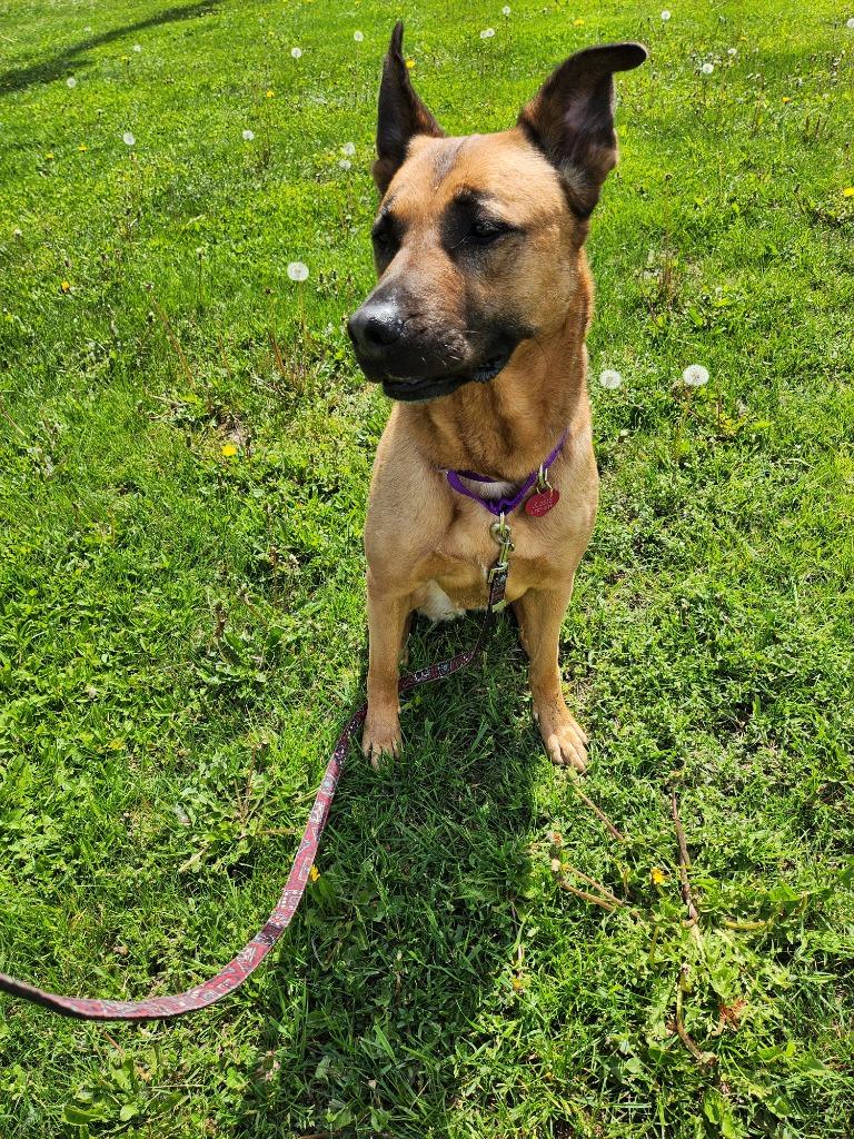 Rosie, Adopted, Adult Female German Shepherd Dog & Labrador Retriever.
