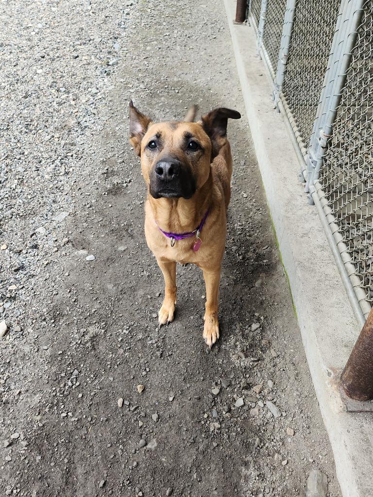 Rosie, a Adopted mixed breed in Lunenburg, VT image 2/2