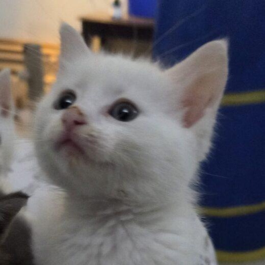 Mean Girl, Adoptable, Young Female Domestic Short Hair.
