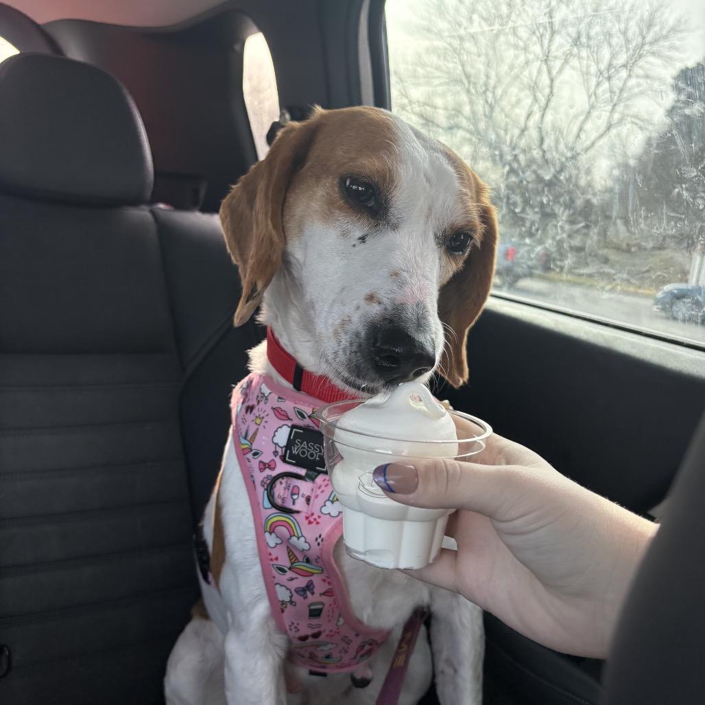 Kimmy Gibler, a Adoptable Hound in Windsor, VA image 1/6