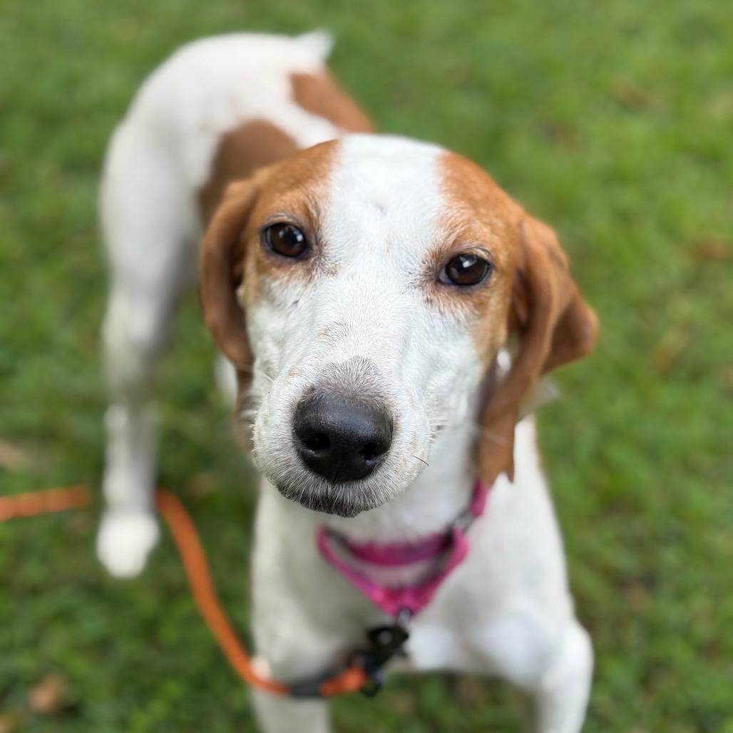 Kimmy Gibler, a Adoptable Hound in Windsor, VA image 2/6