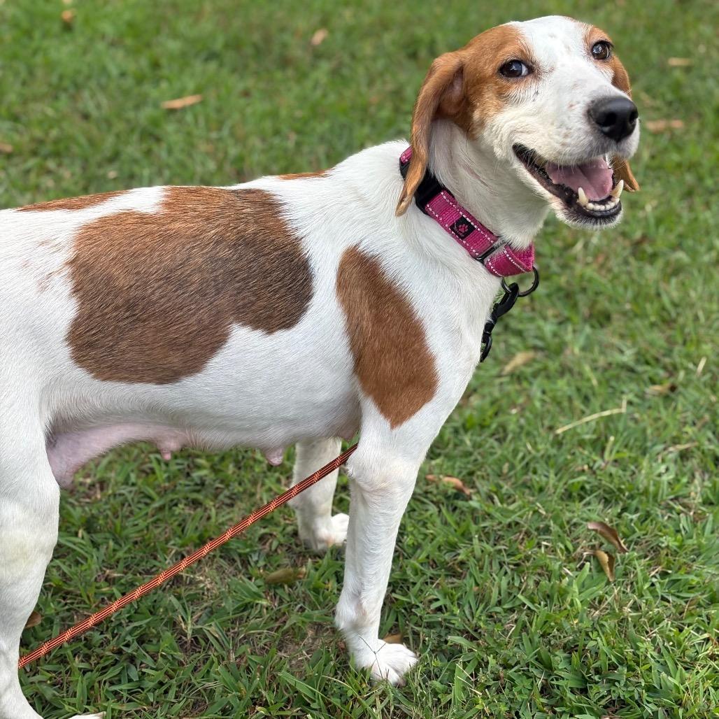 Kimmy Gibler, a Adoptable Hound in Windsor, VA image 3/6